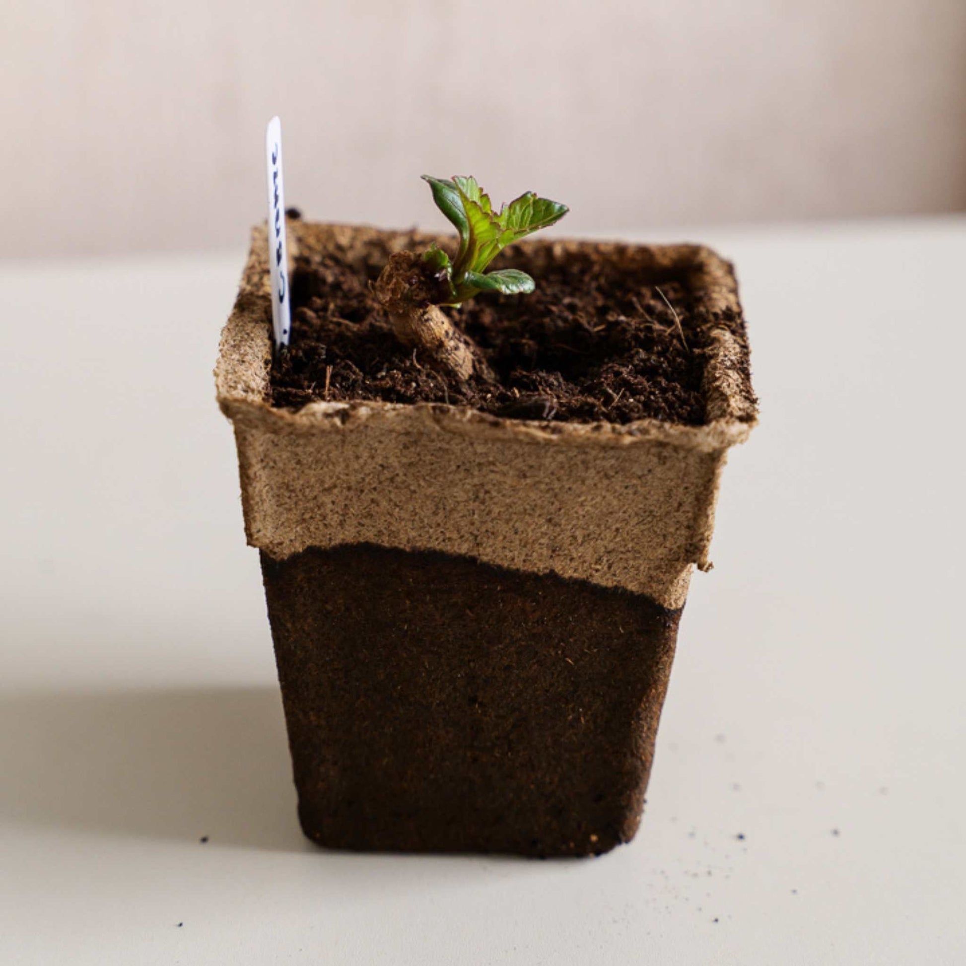 Four CowPots® #4 Square biodegradable plant pots in a natural brown color from Bootstrap Farmer.