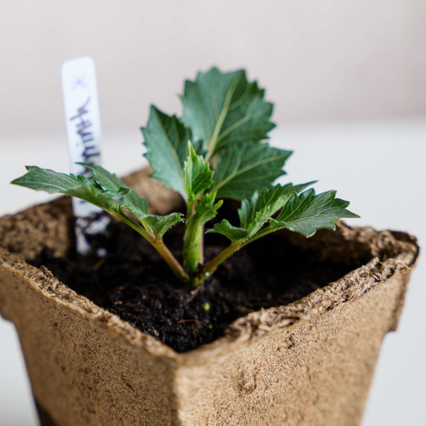 Set of four CowPots® Square #4 biodegradable plant pots by Bootstrap Farmer, showing their square shape and natural fiber texture.