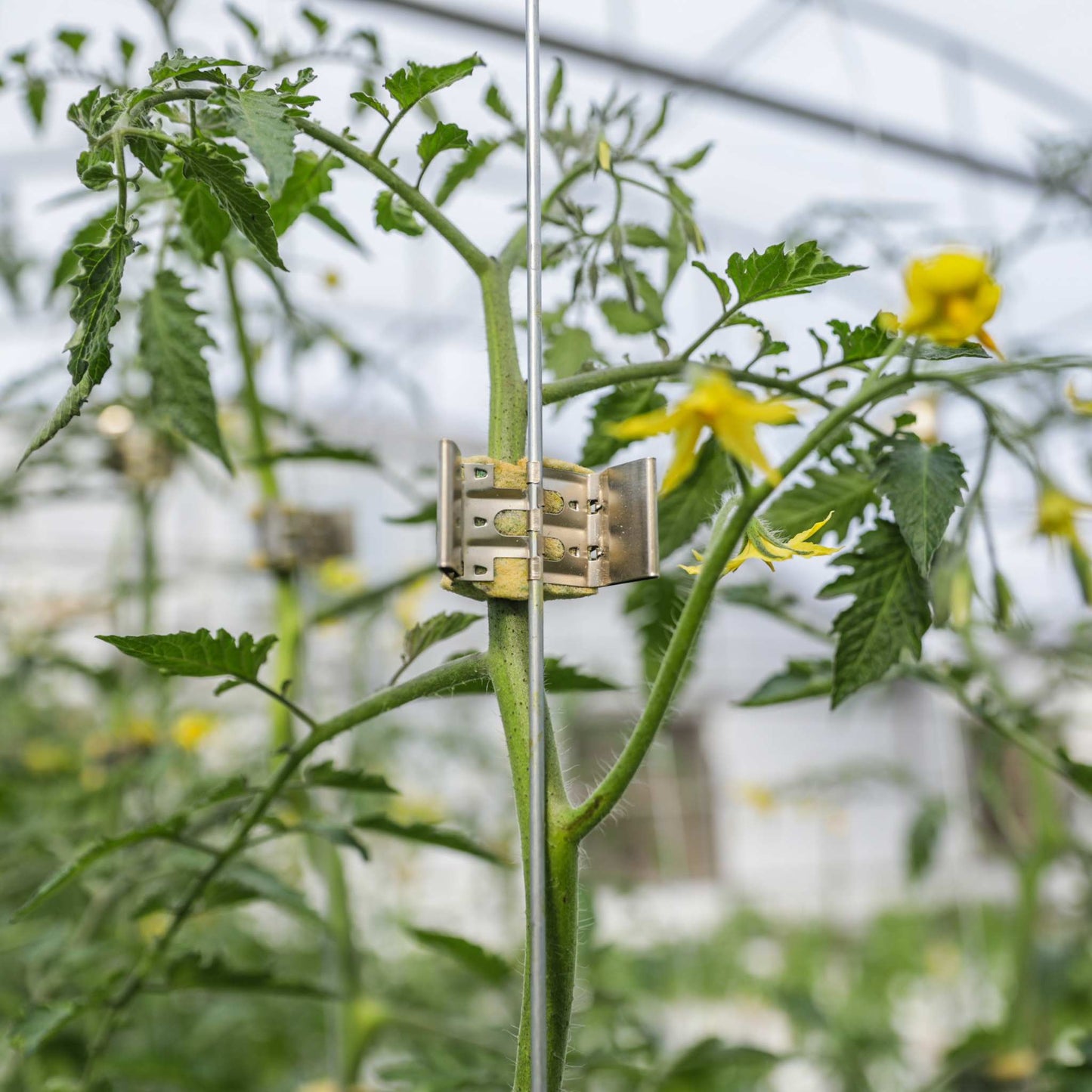 Qlipr Trellising System by Bootstrap Farmer, with multiple adjustable clips for supporting garden plants and vines.