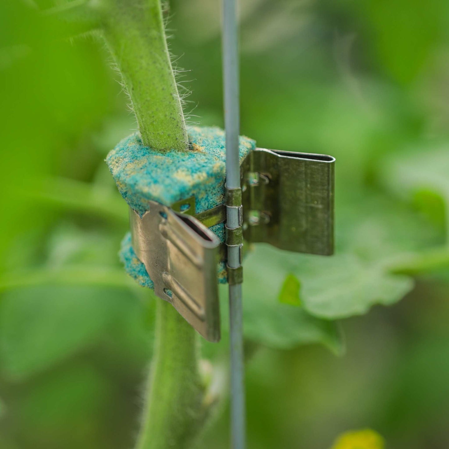 Qlipr Trellising System by Bootstrap Farmer, shown in a pack of 32 with metal stakes for supporting climbing plants.