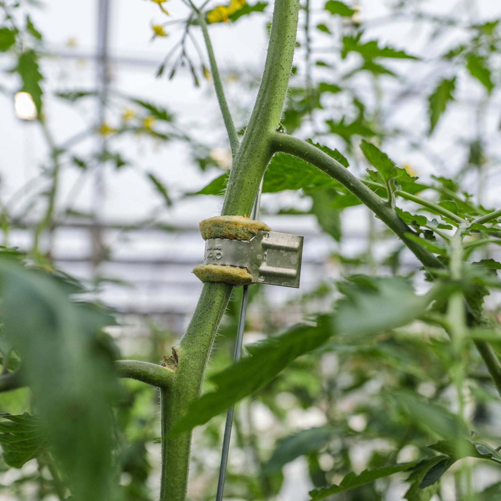 Bootstrap Farmer Qlipr Trellising System components for supporting climbing plants in gardens and farms.