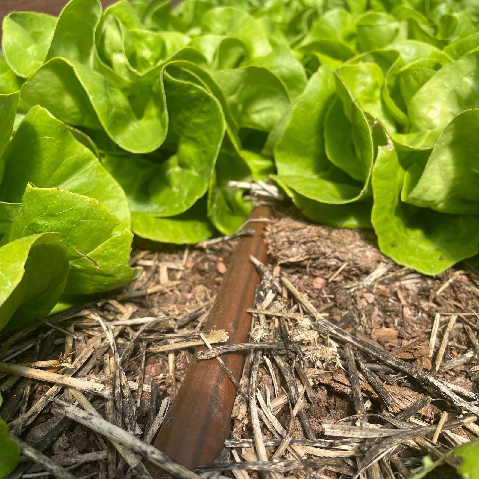 Bootstrap Farmer greenhouse drip irrigation kit with four rows of tubing and emitters for efficient watering in a controlled environment.