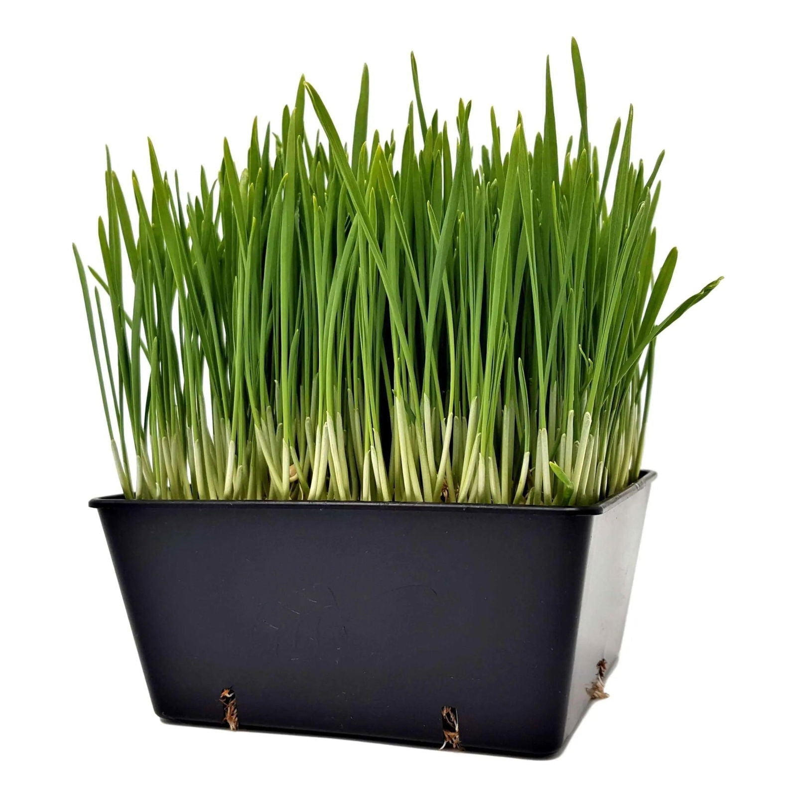 Set of eight black Bootstrap Farmer 5x5 grow trays with extra strength inserts for efficient plant propagation and gardening.
