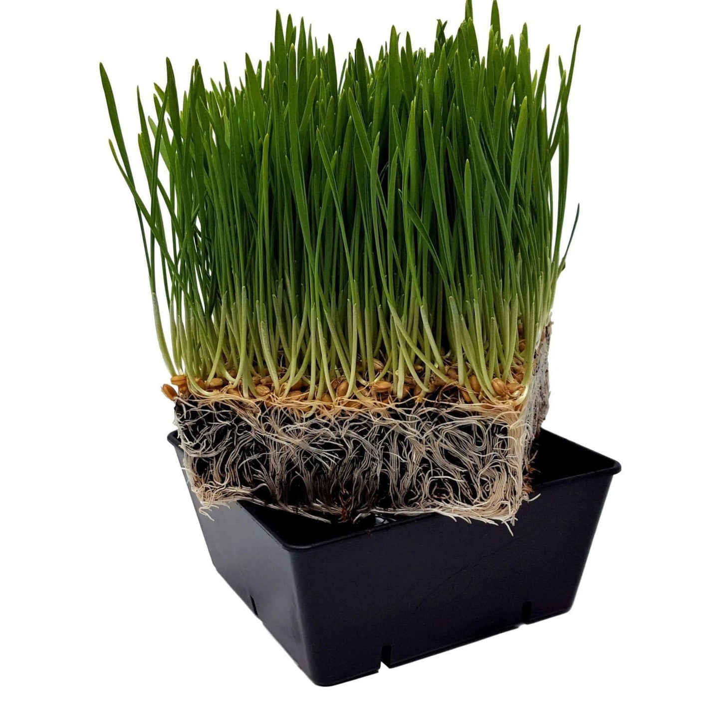 Set of 8 black 5x5 Grow Trays with extra strength inserts by Bootstrap Farmer for gardening and propagation.