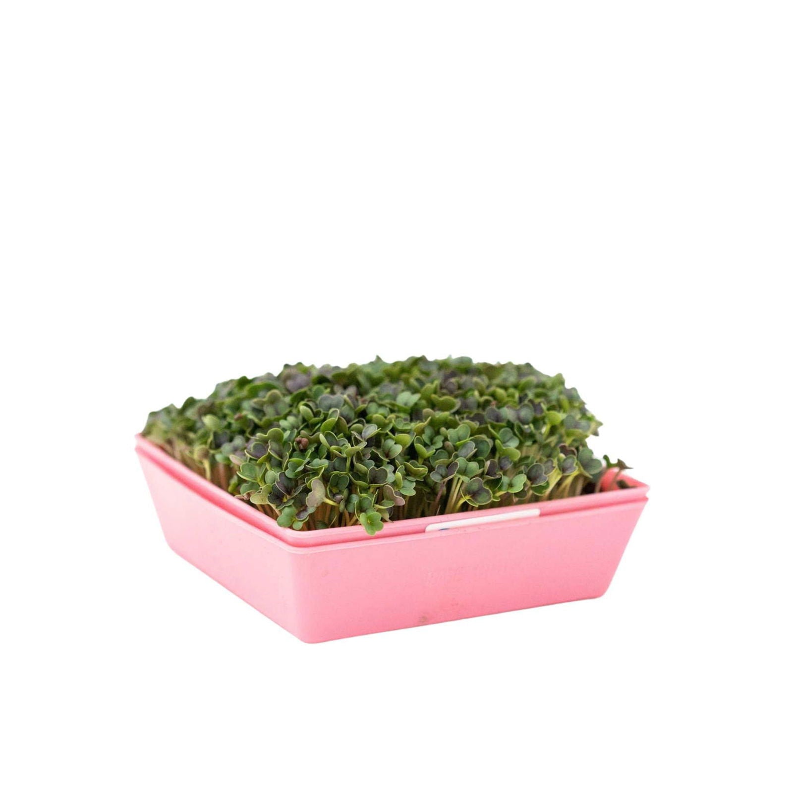 Bootstrap Farmer 5x5 shallow microgreen trays with colorful inserts, no drainage holes, ideal for microgreen cultivation.