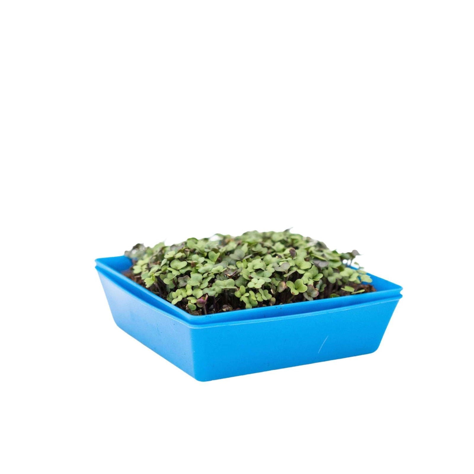 Bootstrap Farmer 5x5 shallow microgreen trays with multicolor inserts, no holes, ideal for microgreen cultivation.