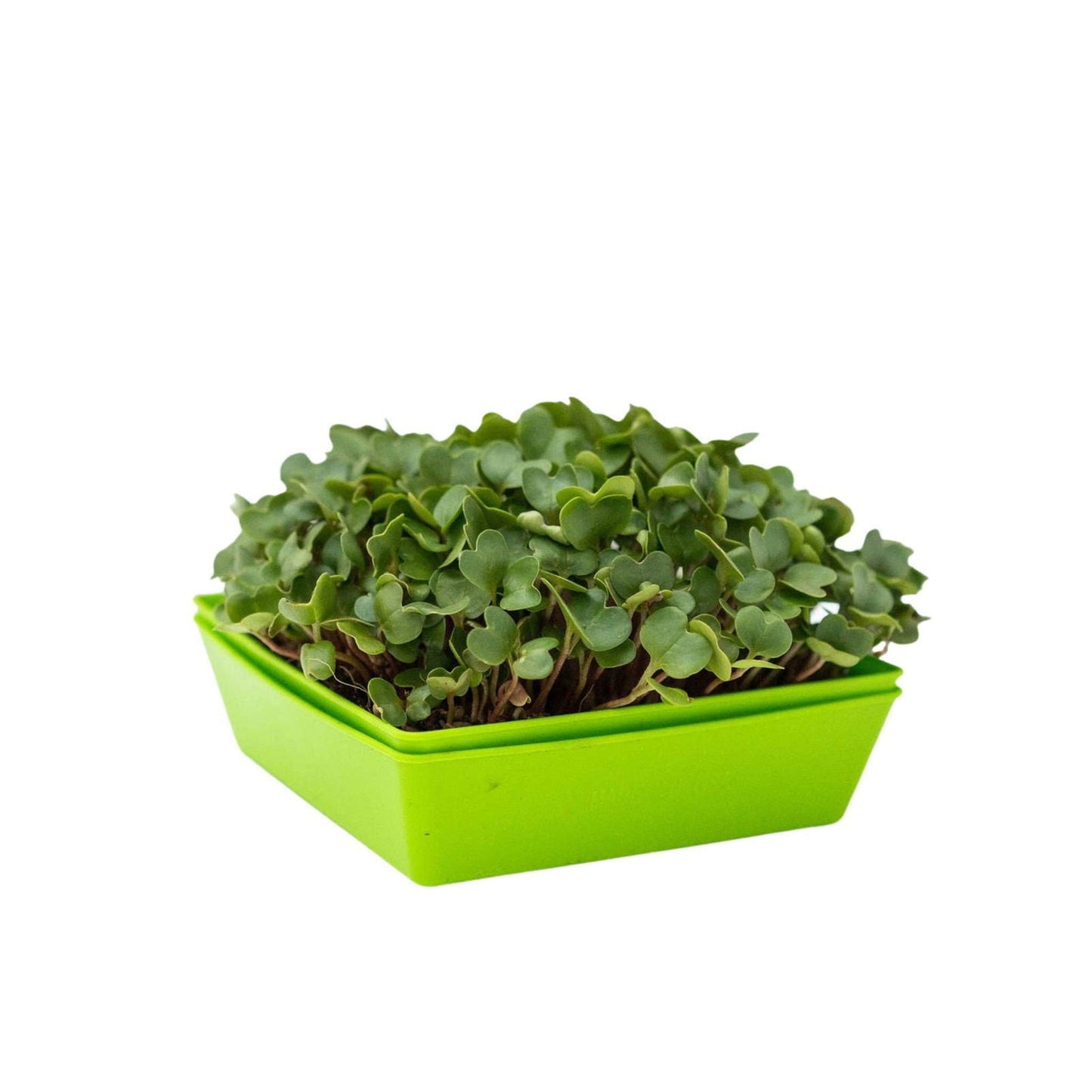 Set of Bootstrap Farmer 5x5 shallow microgreen trays with multicolor inserts, no holes, ideal for microgreen cultivation.