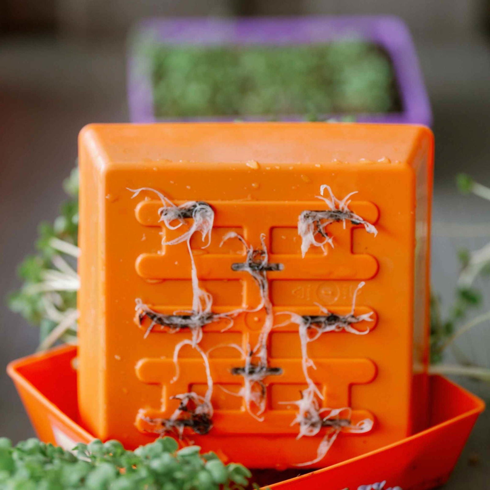 Set of Bootstrap Farmer 5x5 shallow microgreen trays with multicolor inserts, no drainage holes, ideal for microgreen cultivation.