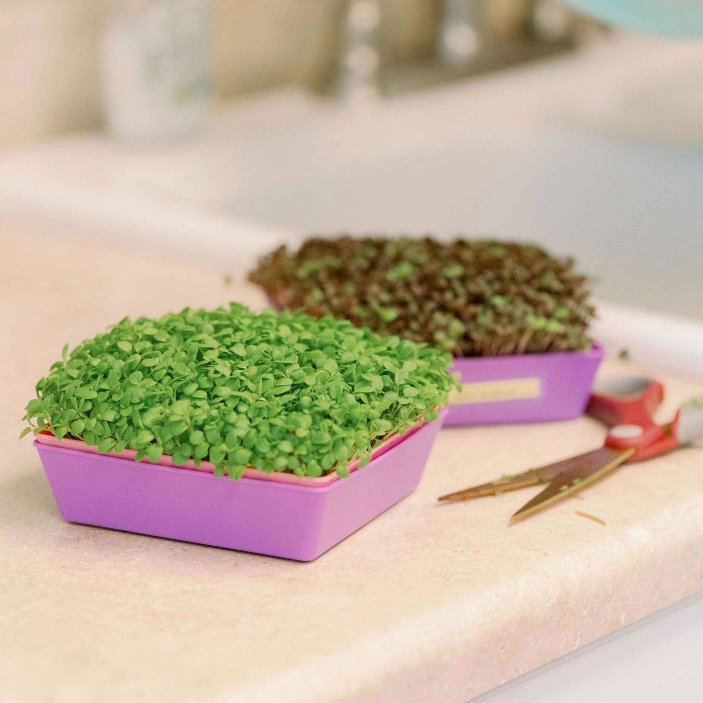 Bootstrap Farmer 5x5 shallow microgreen trays with multicolor inserts, no holes, designed for easy microgreen cultivation.