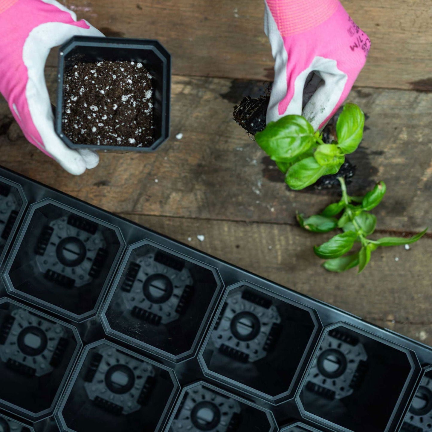 Set of five 5x5 trays with colorful 3.3-inch heavy-duty seed starting pots by Bootstrap Farmer for gardening.