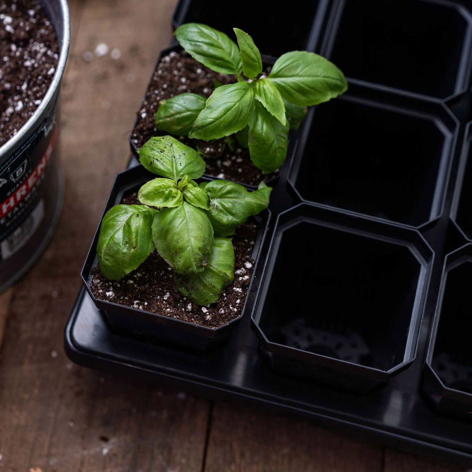 Set of five 5x5 trays with colorful 3.3-inch heavy-duty seed starting pots by Bootstrap Farmer for gardening.