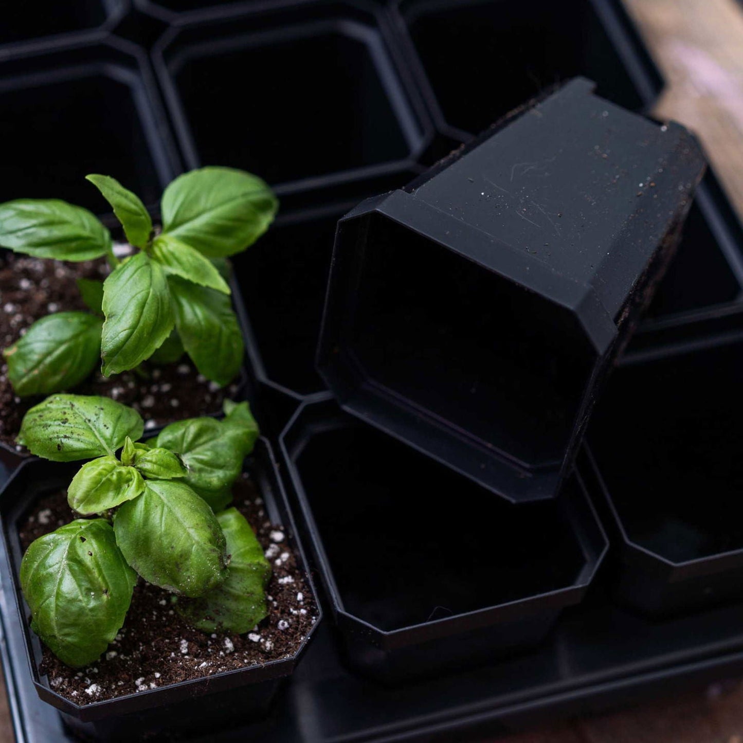 Set of five 5x5 trays with multicolor 3.3-inch heavy-duty seed starting pots by Bootstrap Farmer, ideal for planting and germination.