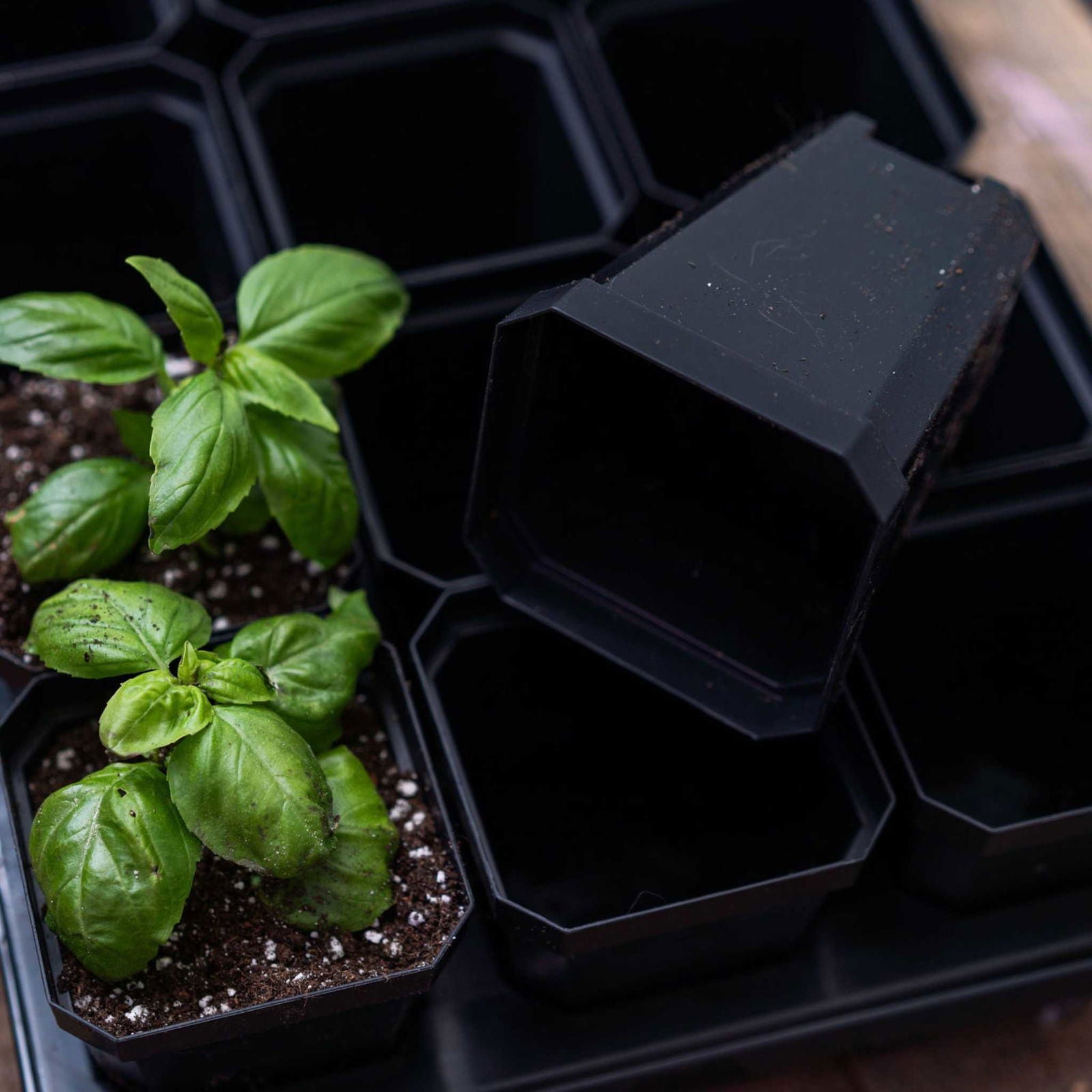 Set of five 5x5 trays with multicolor 3.3-inch heavy-duty seed starting pots by Bootstrap Farmer, ideal for planting and germination.