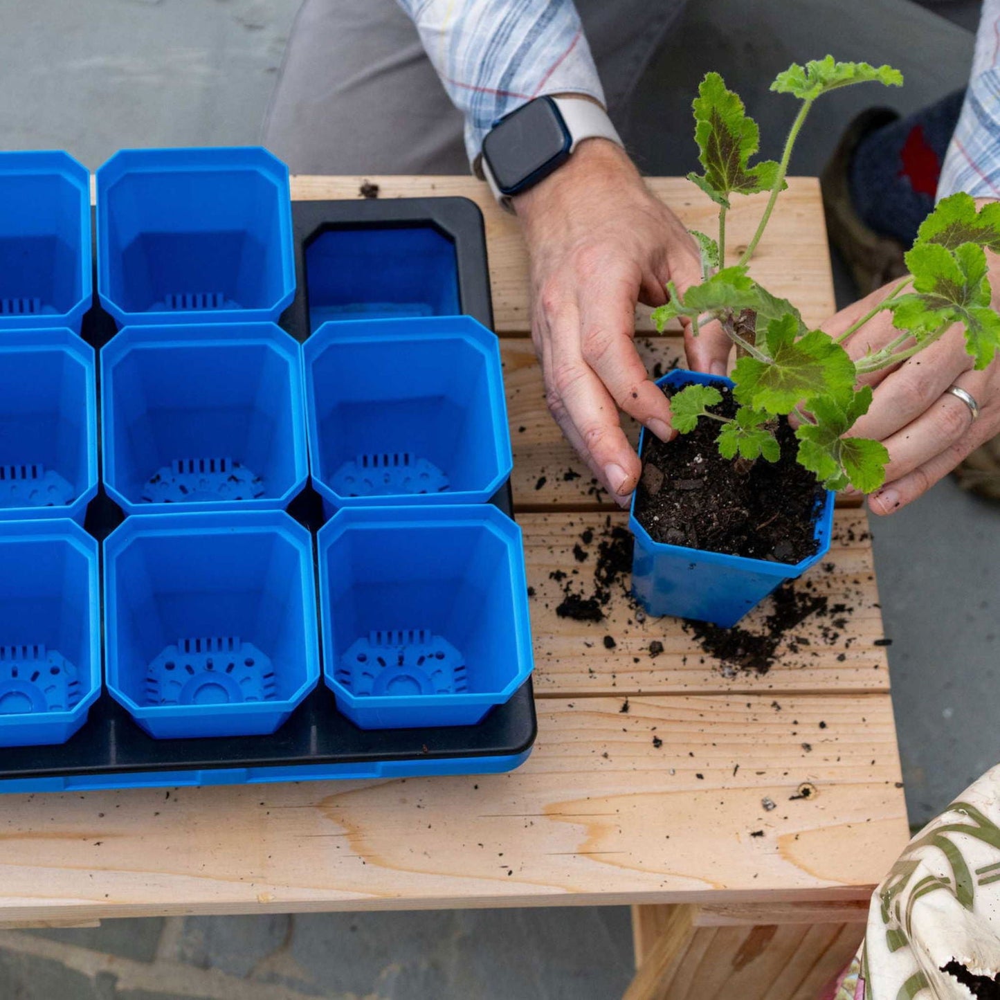 Five multicolor Bootstrap Farmer 3.3-inch heavy duty seed starting pots in 5x5 trays for gardening and plant propagation.