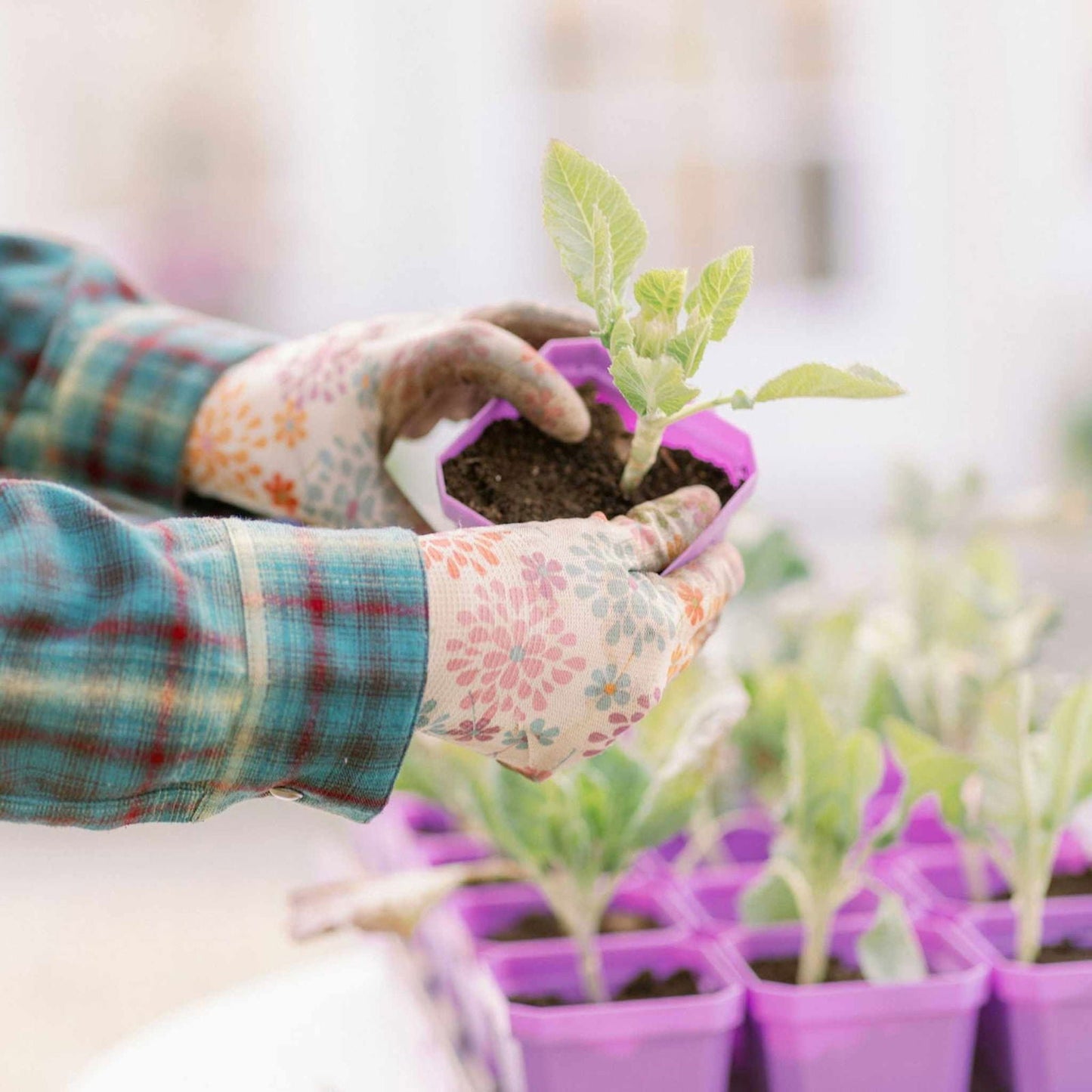 Set of five 5x5 trays with multicolor 3.3-inch heavy-duty seed starting pots by Bootstrap Farmer for gardening.