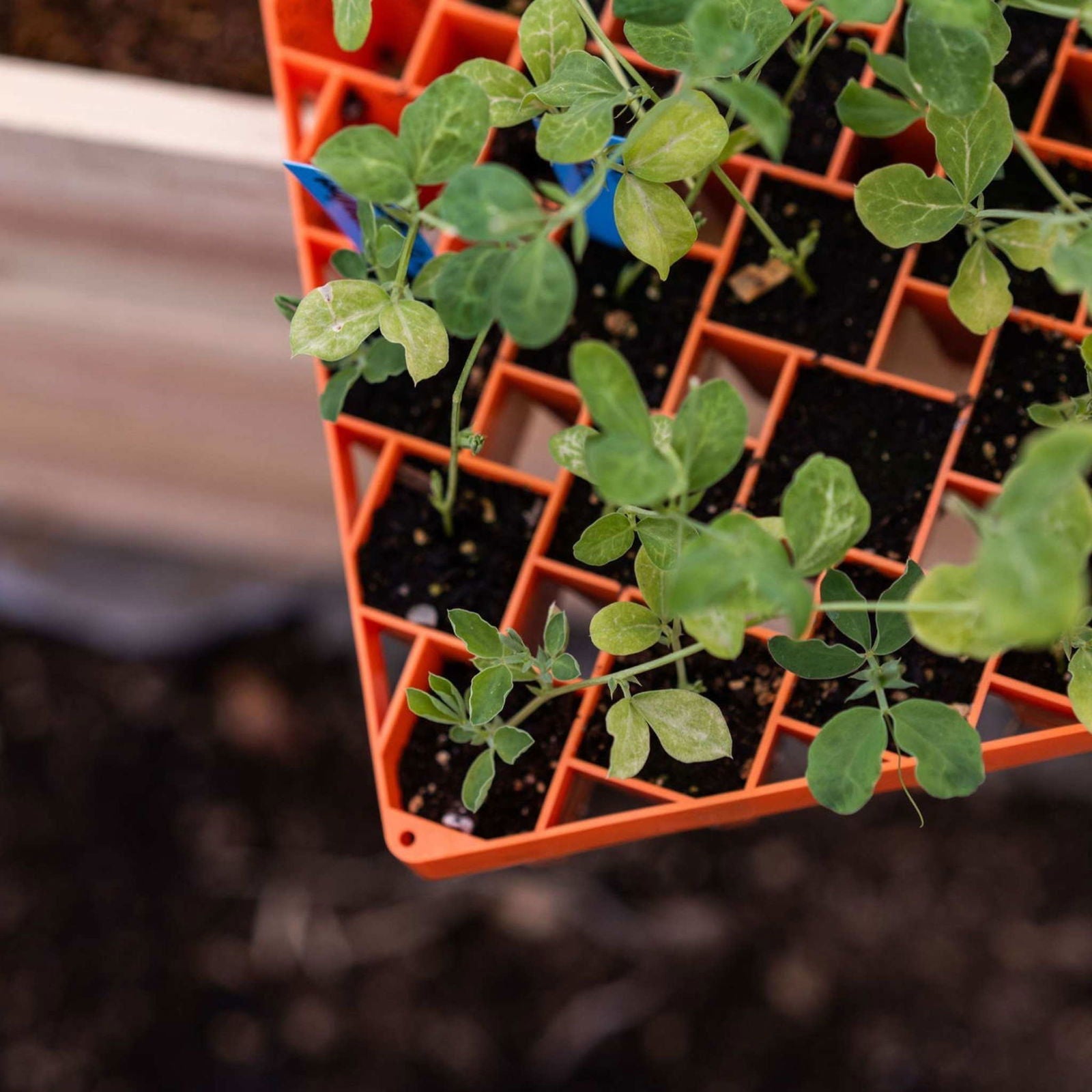 Black Bootstrap Farmer Air Prune 72-cell propagation tray for seed starting and plant propagation.