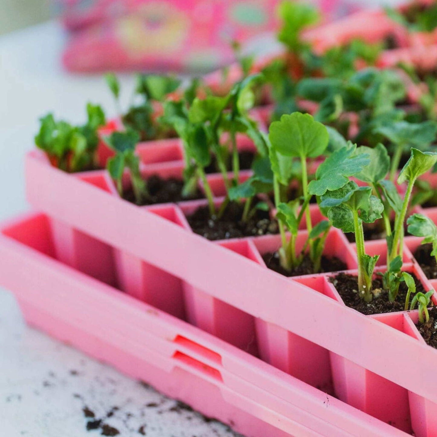 Black Bootstrap Farmer Air Prune Propagation Tray with 72 cells for seed starting and plant propagation.