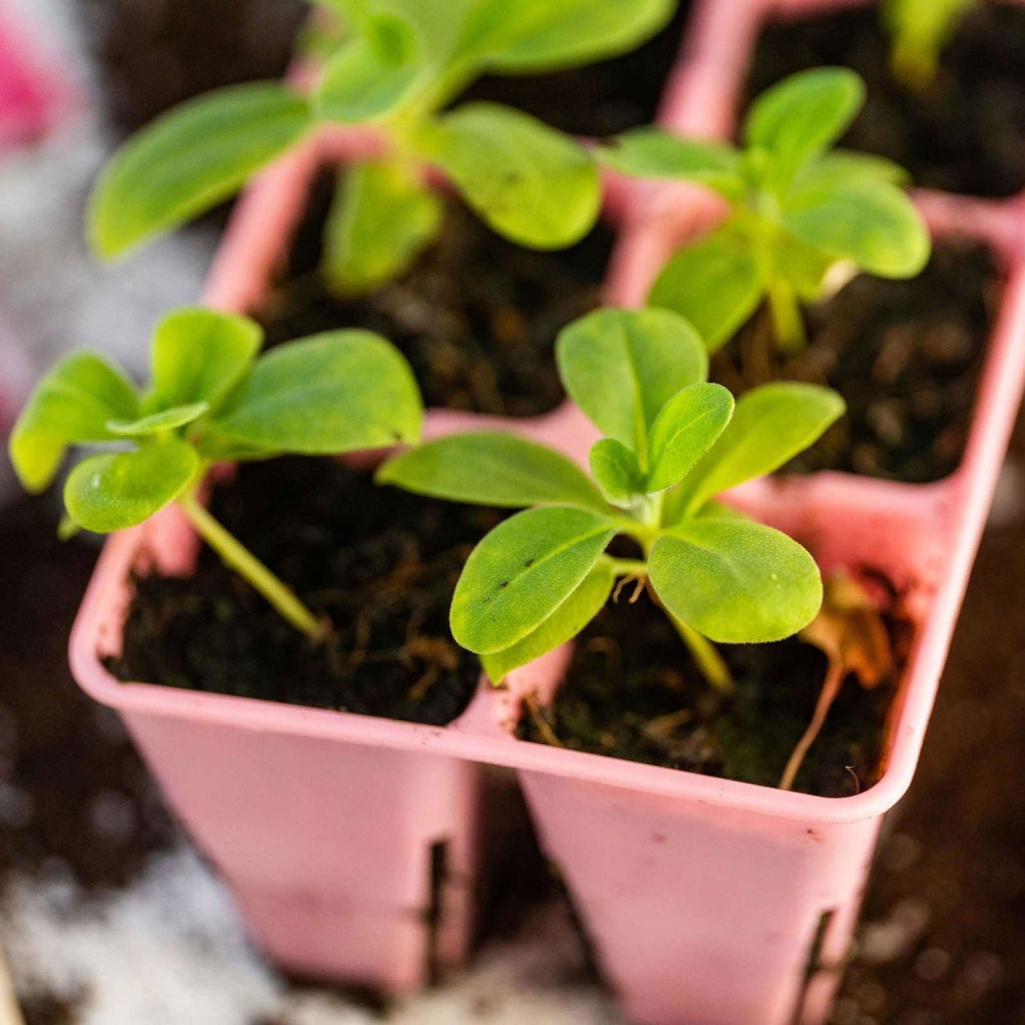 Bootstrap Farmer 6-cell plug tray inserts in various colors, designed for seedling propagation and plant starting.