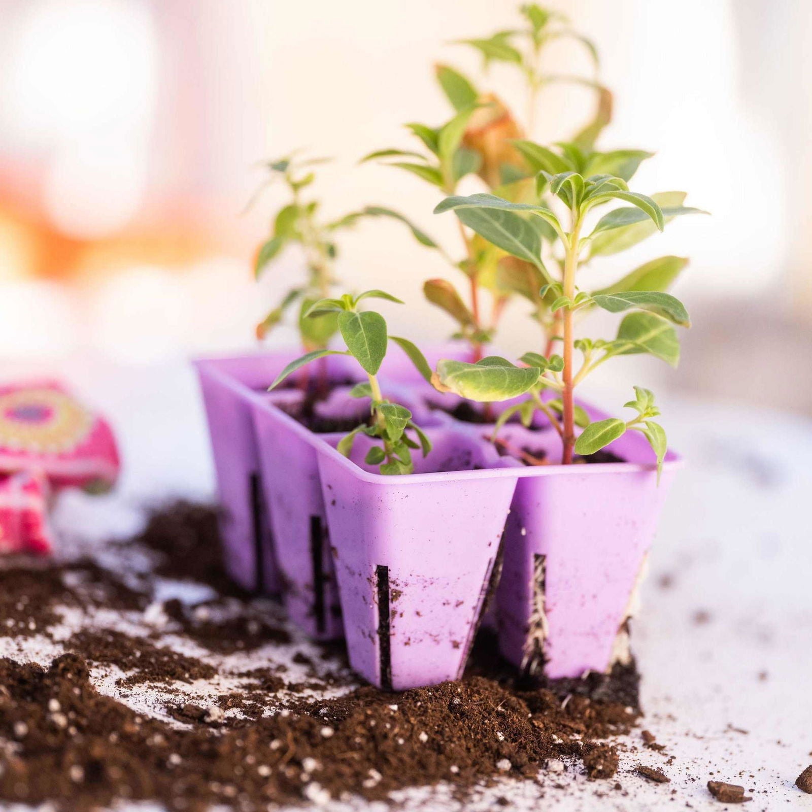 Bootstrap Farmer 6-cell plug tray inserts in various colors, ideal for seed starting and plant propagation.