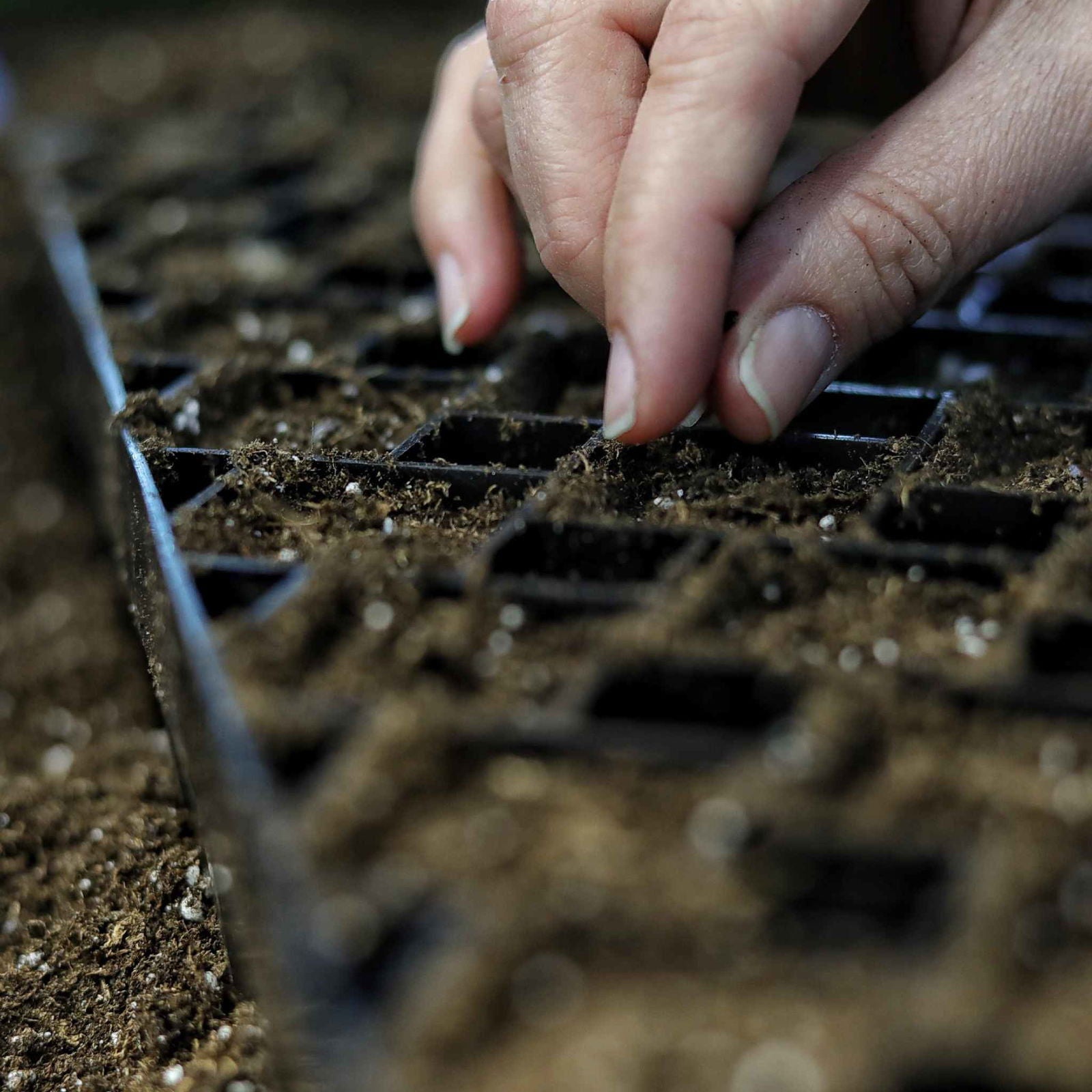 Bootstrap Farmer seed starting cell trays from The Market Gardener Seed Starting Bundle, ideal for germinating vegetable seeds.