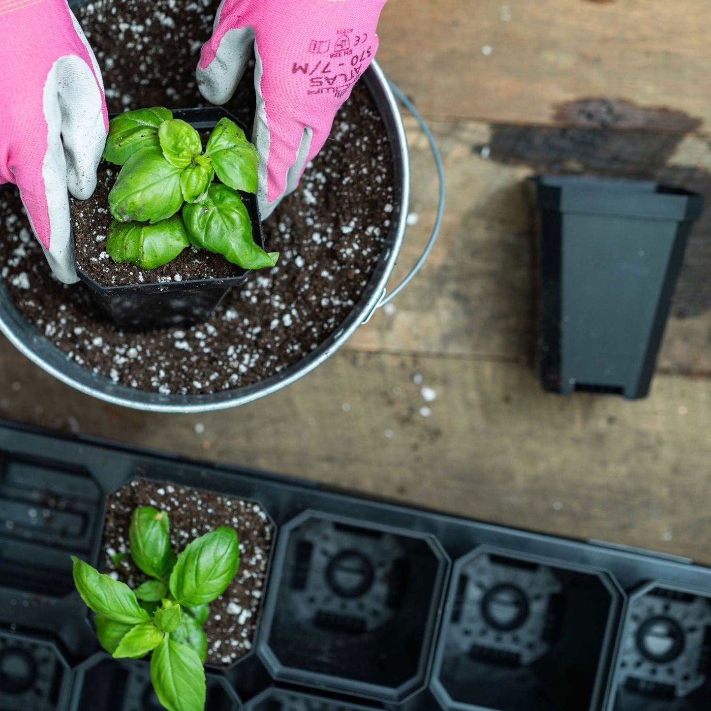 Multicolor 3.3-inch heavy-duty seed starting pots with inserts in Bootstrap Farmer cell tray for gardening and seed propagation.