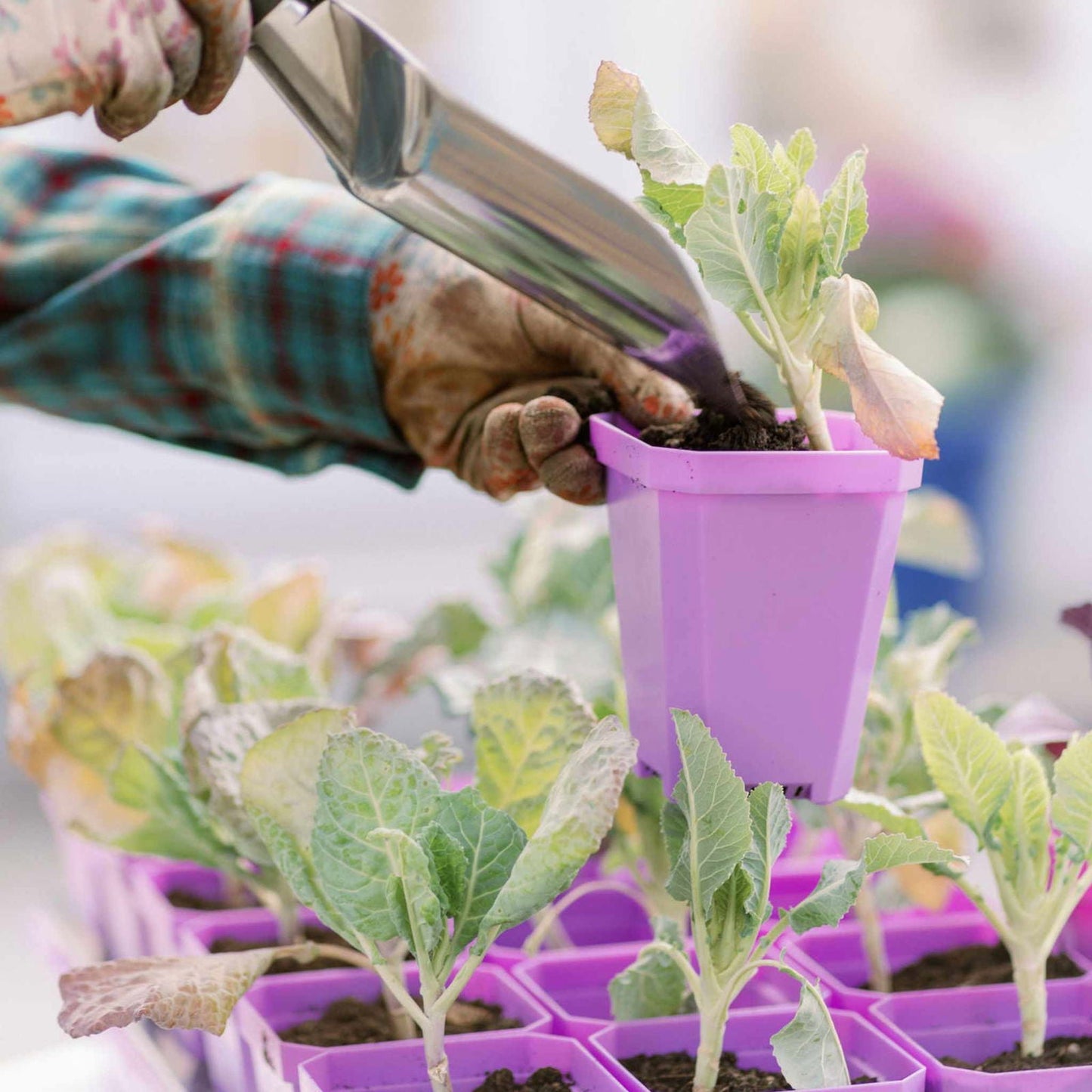 Bootstrap Farmer 3.3-inch heavy-duty seed starting pots with colorful inserts in a cell tray, ideal for seed germination.