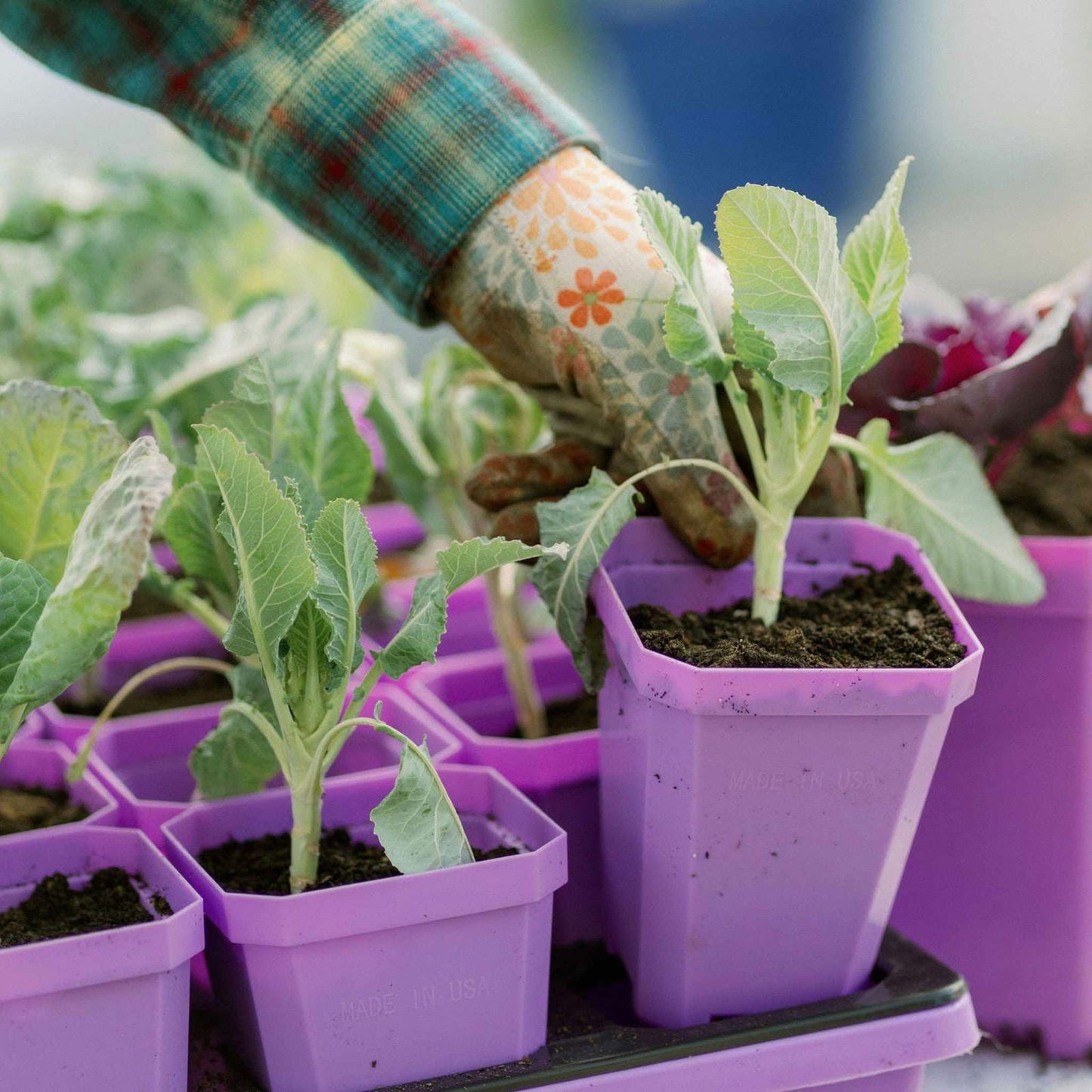 Multicolor Bootstrap Farmer 3.3-inch heavy-duty seed starting pots with inserts in cell tray for gardening and plant propagation.