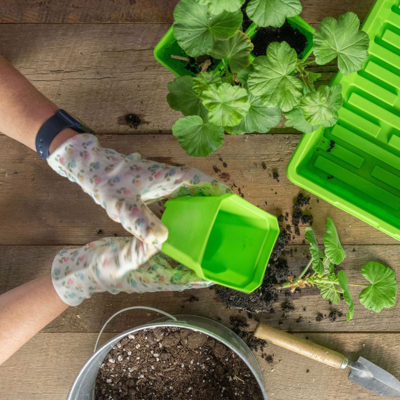 Multicolored Bootstrap Farmer 3.3-inch heavy-duty seed starting pots with inserts in a cell tray for seedlings.