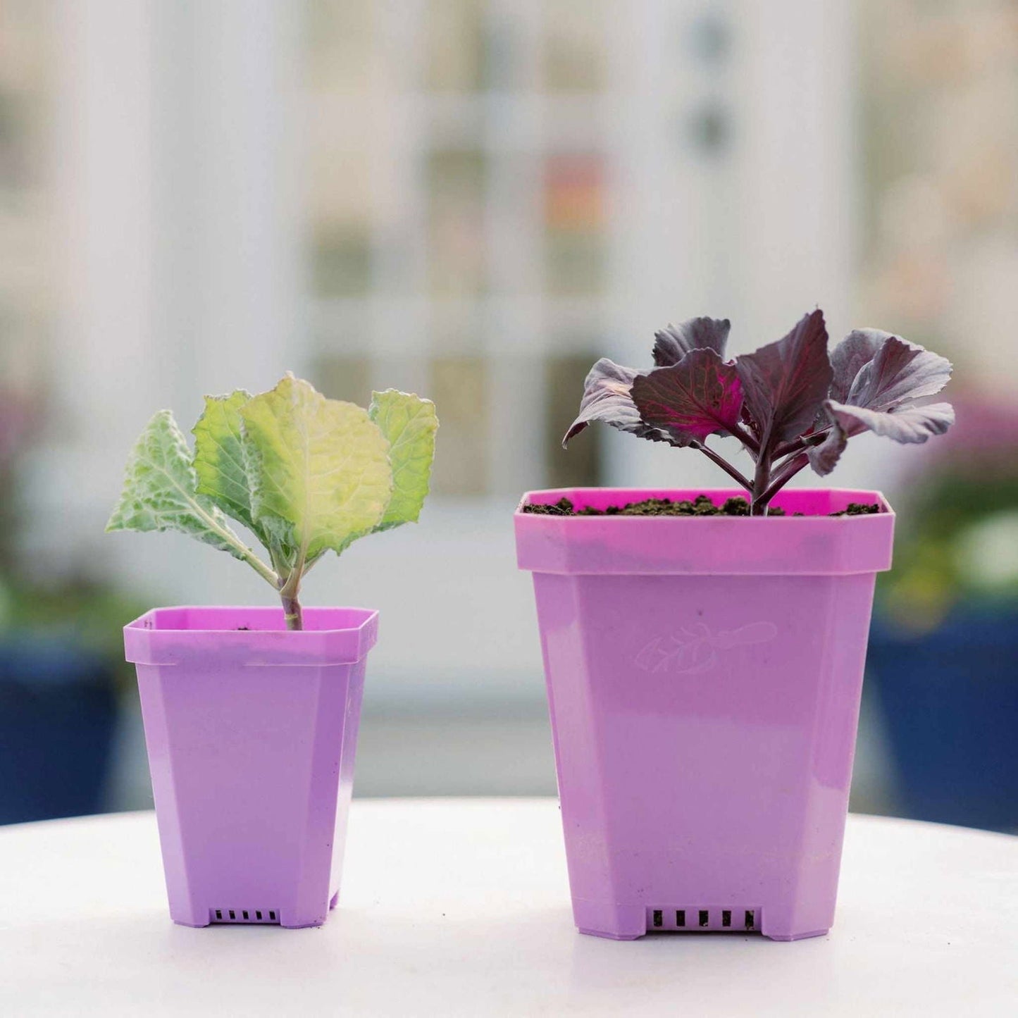 Bootstrap Farmer 3.3-inch heavy-duty seed starting pots with inserts in multicolor cell tray for planting seedlings.