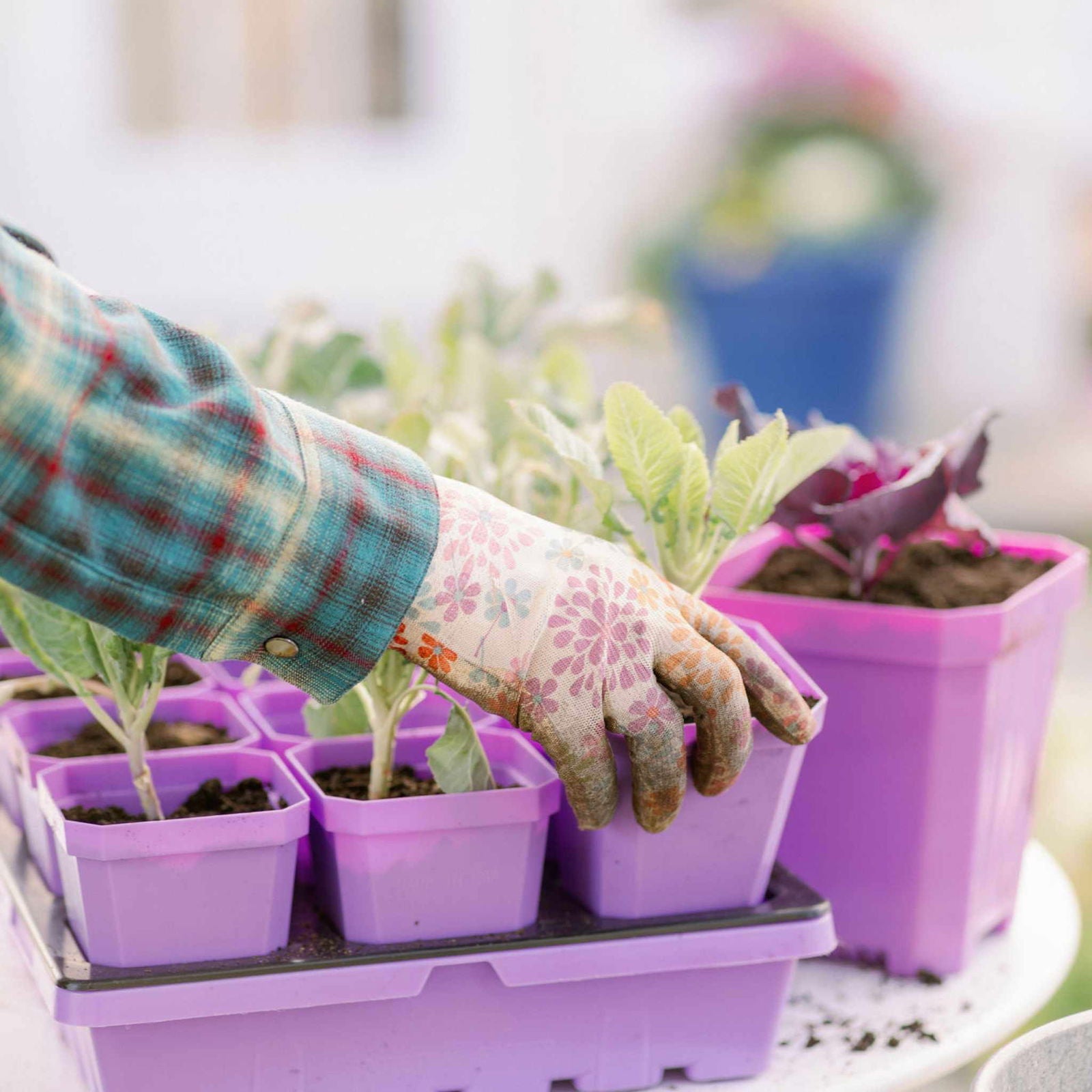Multicolor Bootstrap Farmer 3.3-inch heavy-duty seed starting cell trays with 36 pots and 2 inserts, ideal for gardening and seedlings.