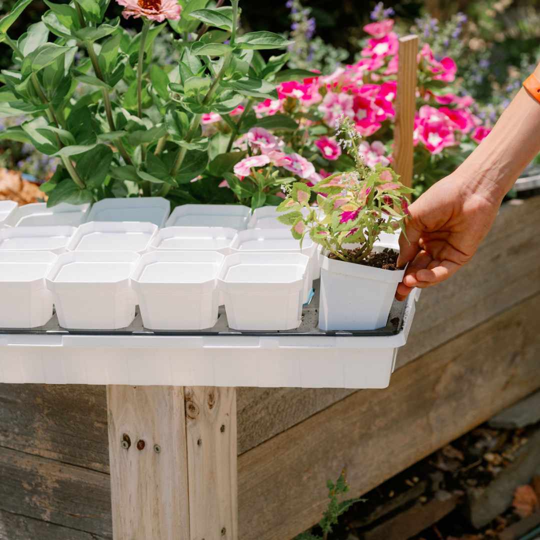 Bootstrap Farmer 3.3-inch heavy-duty seed starting pots with inserts in colorful cell trays, ideal for planting and propagation.