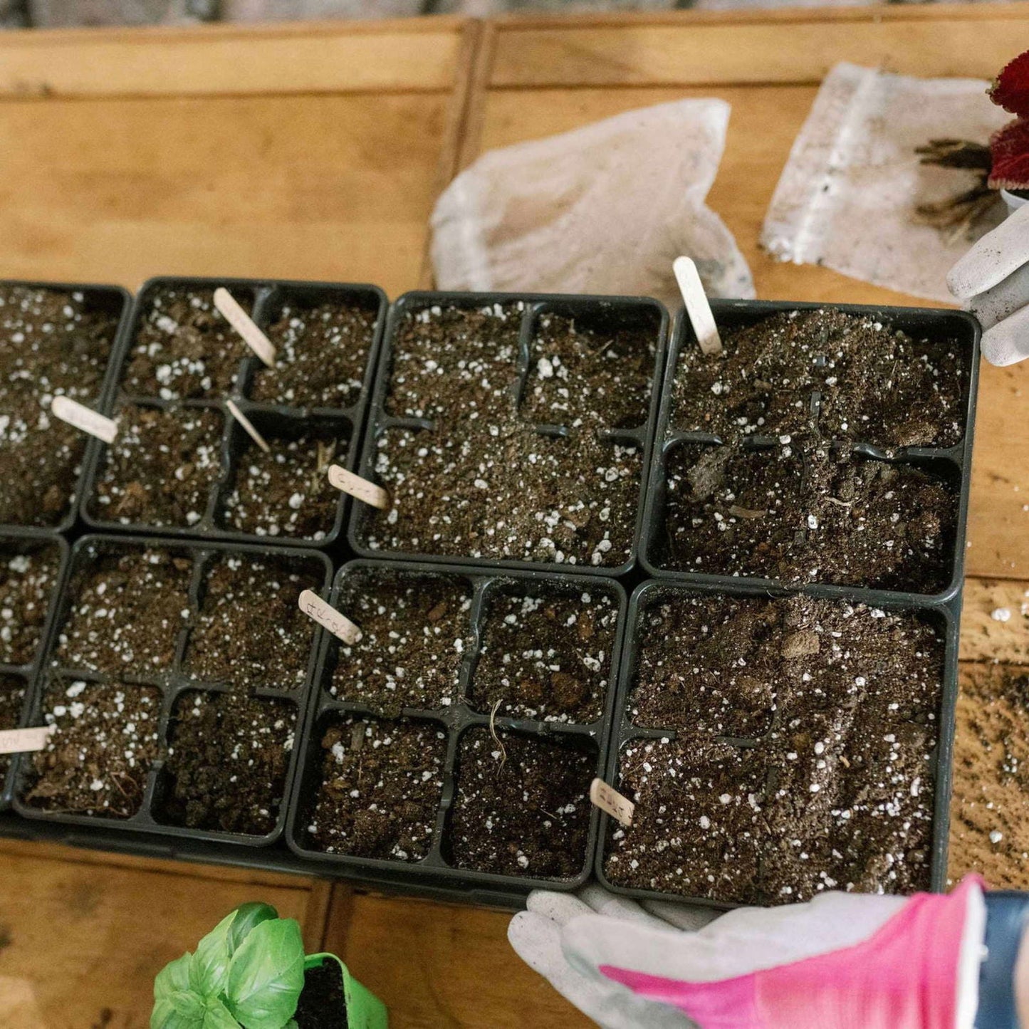 Multicolor Bootstrap Farmer 4 Cell Plug Tray Inserts for seed starting and plant propagation, durable and reusable cell trays.