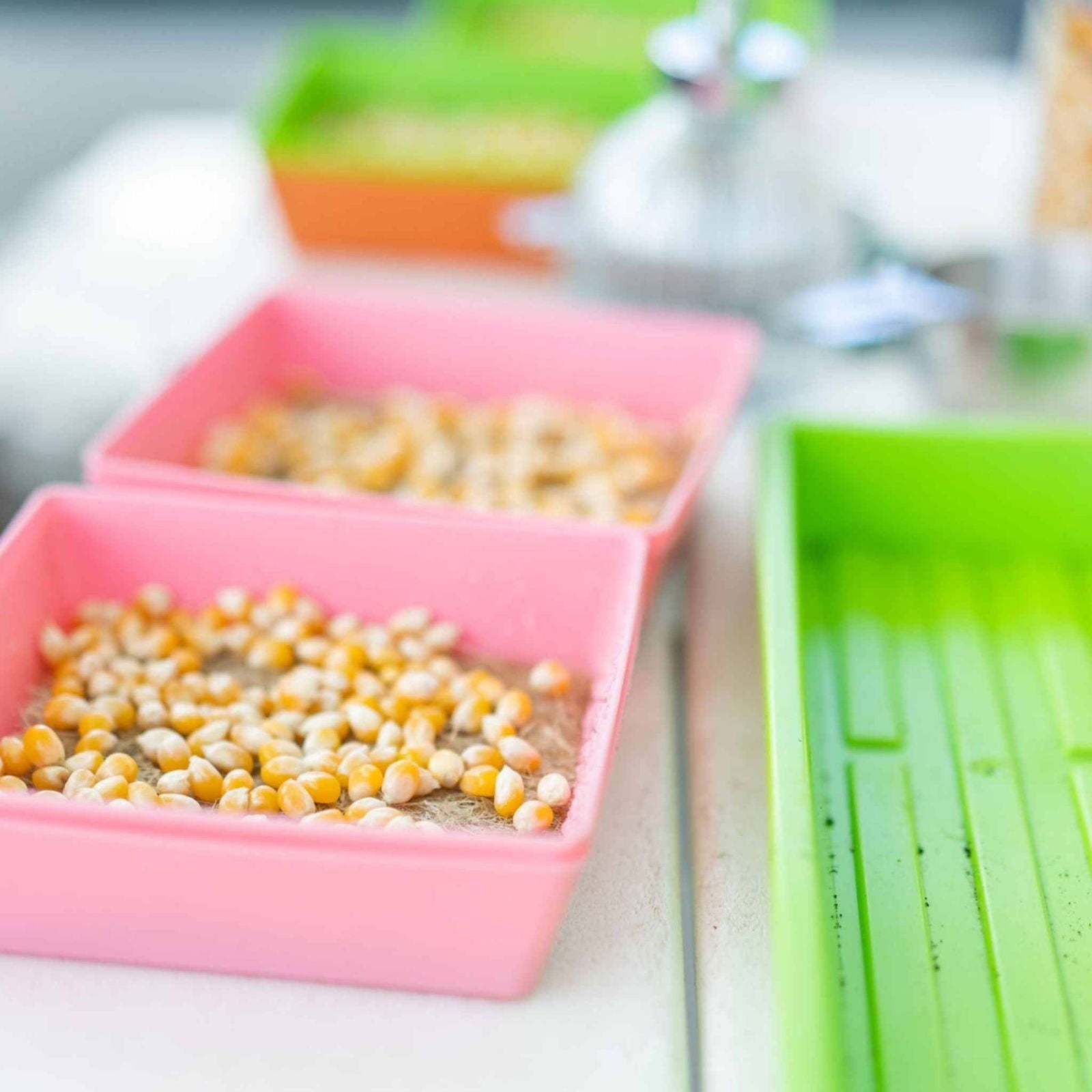 Bootstrap Farmer Classroom Microgreens Bundle with cell trays and humidity domes for indoor gardening and microgreen growth.