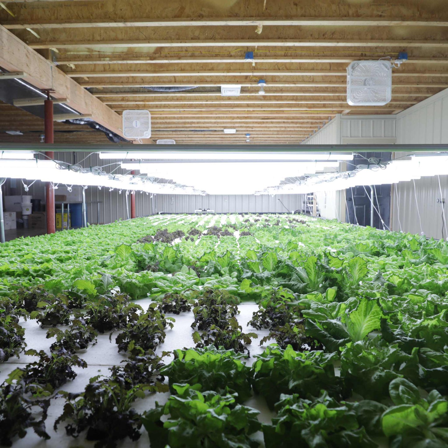Bootstrap Farmer Deep Water Culture (DWC) kit with garden tools, including net pots, grow medium, and tubing for hydroponic gardening.