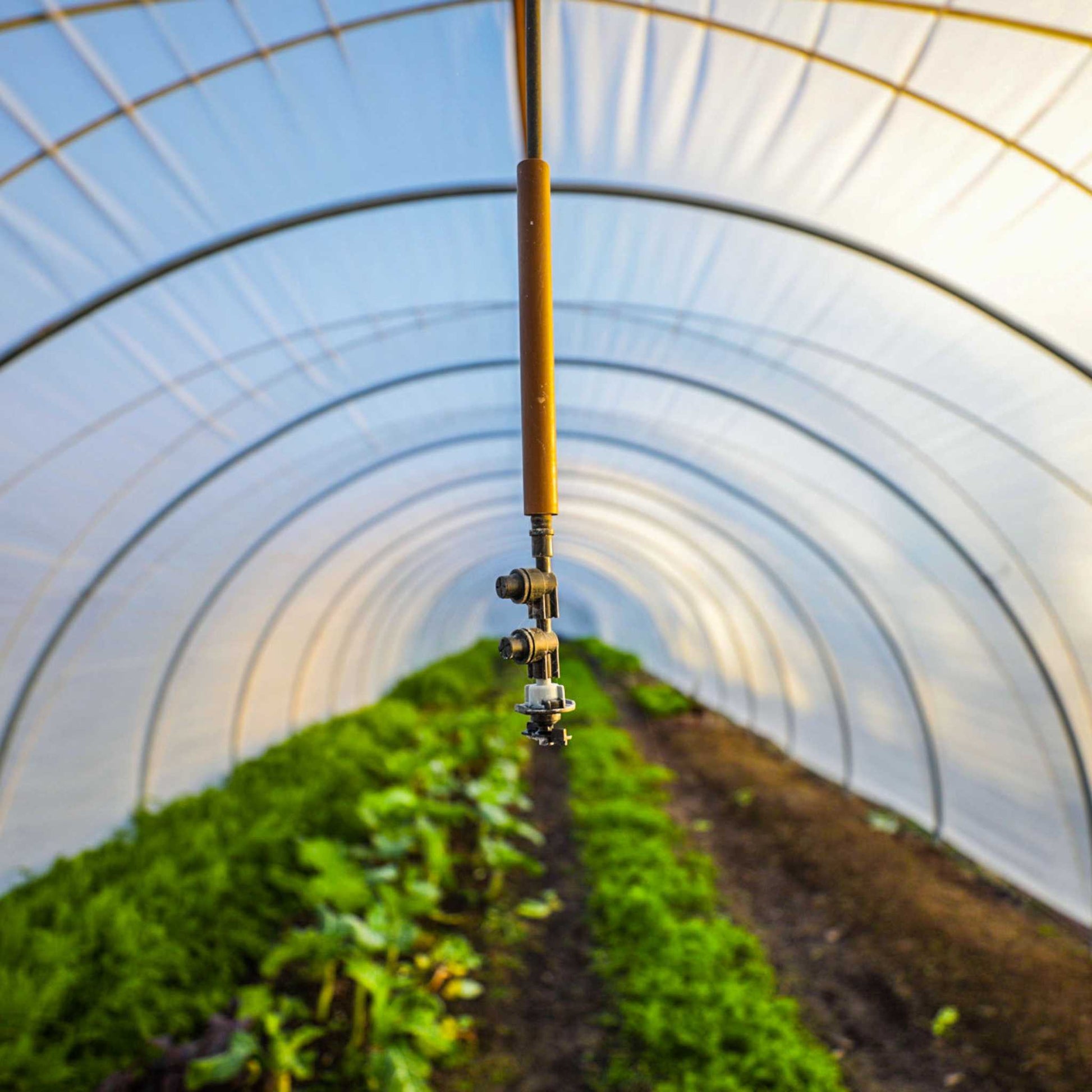 Greenhouse kit with all-metal caterpillar tunnel and butterfly doors by Bootstrap Farmer, featuring a green structure and sturdy frame