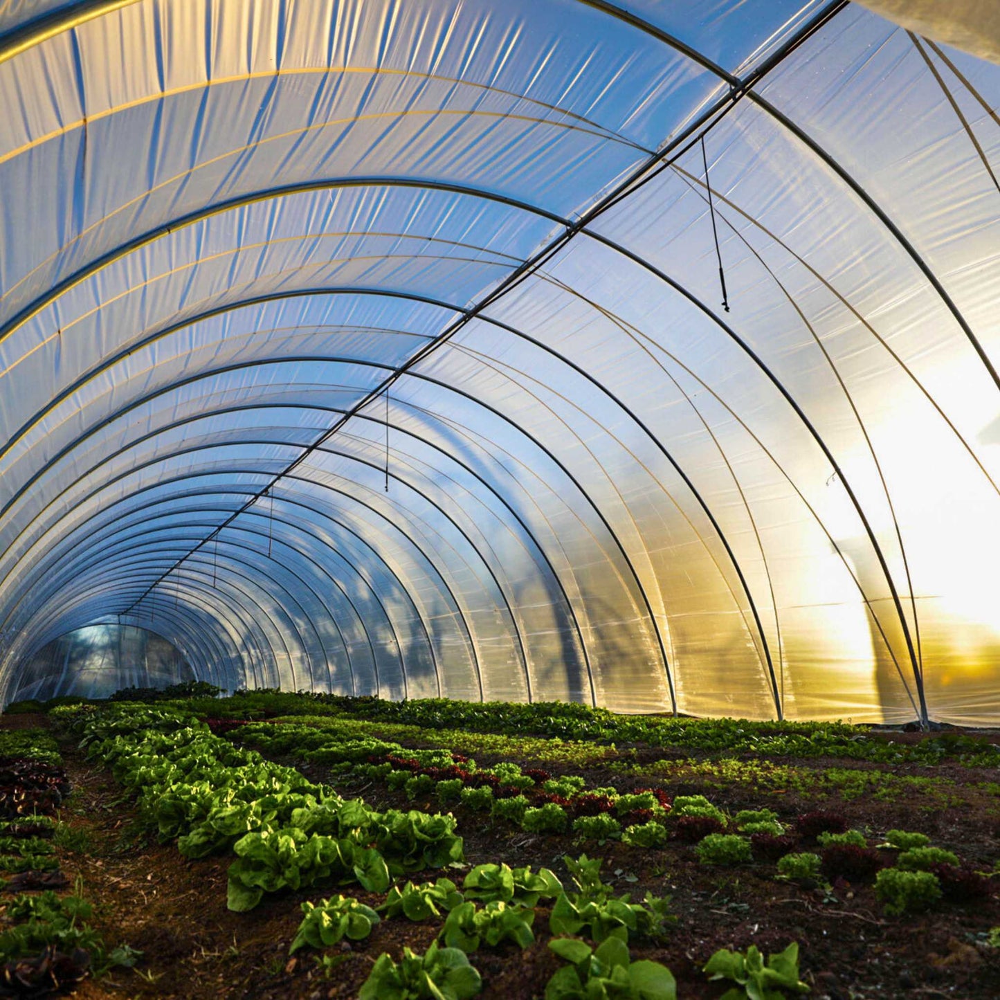 All-metal Caterpillar Tunnel Kit with butterfly doors in green for Bootstrap Farmer greenhouse setup, featuring a sturdy metal frame.