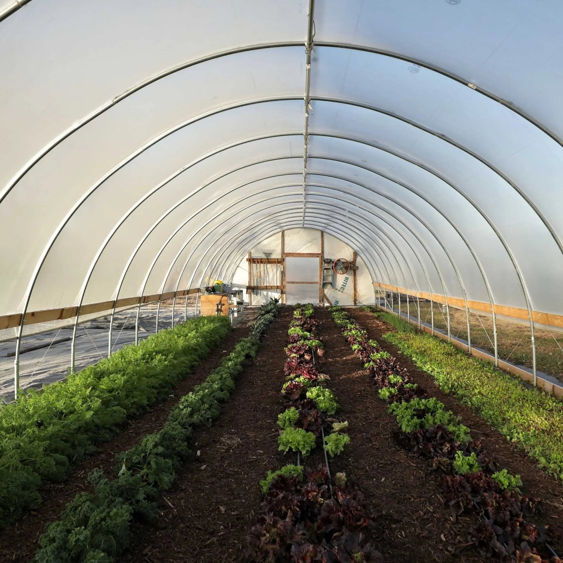 Bootstrap Farmer DIY greenhouse kit with 16-foot-wide hoop house structure, featuring green poly cover and sturdy metal frame.