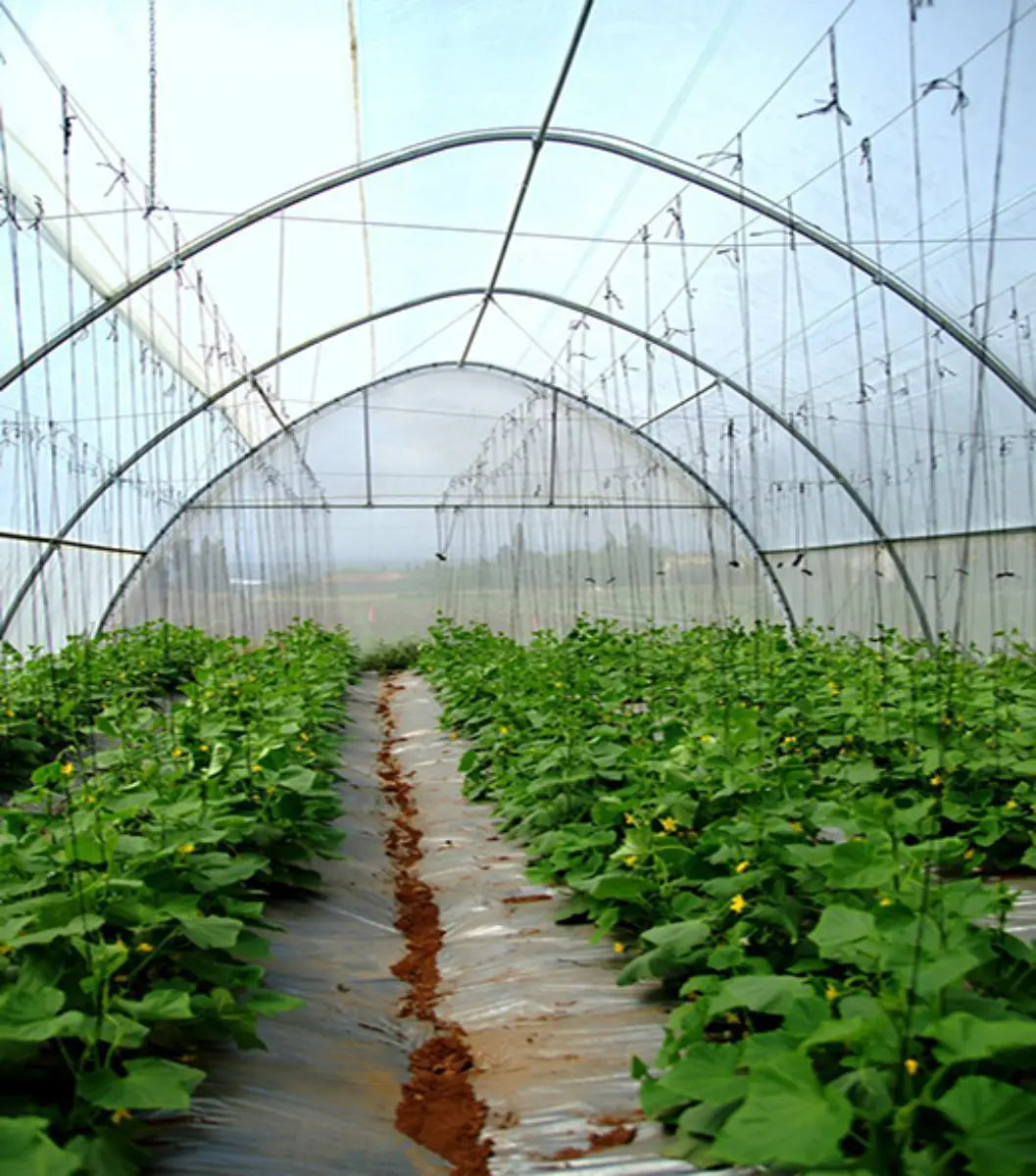 Bootstrap Farmer greenhouse woven plastic, 11 mil Solarig 182, green UV-resistant greenhouse plastic for plant protection.