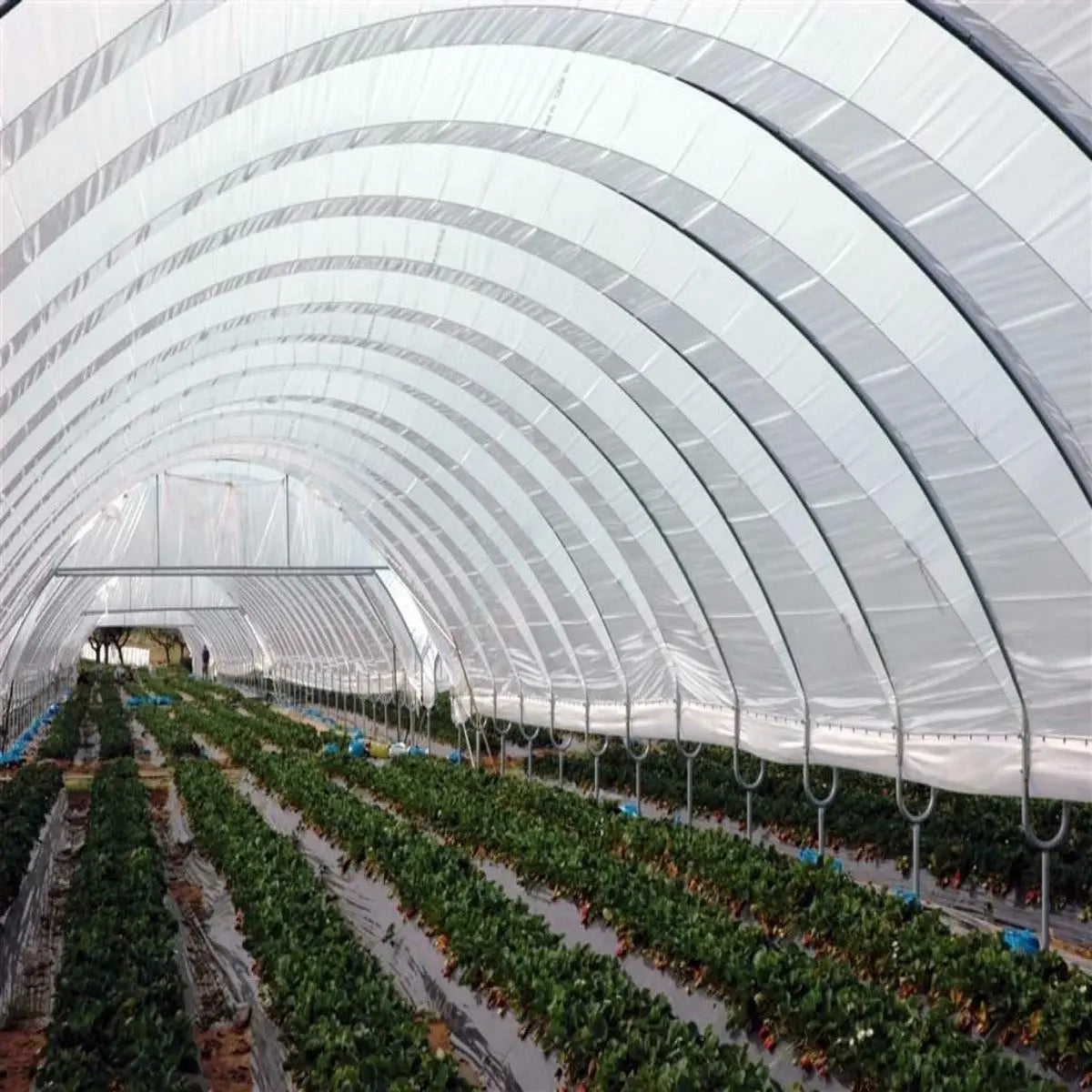 Greenhouse woven plastic sheet by Bootstrap Farmer, 8 mil Solarig 156, for durable greenhouse covering and plant protection.