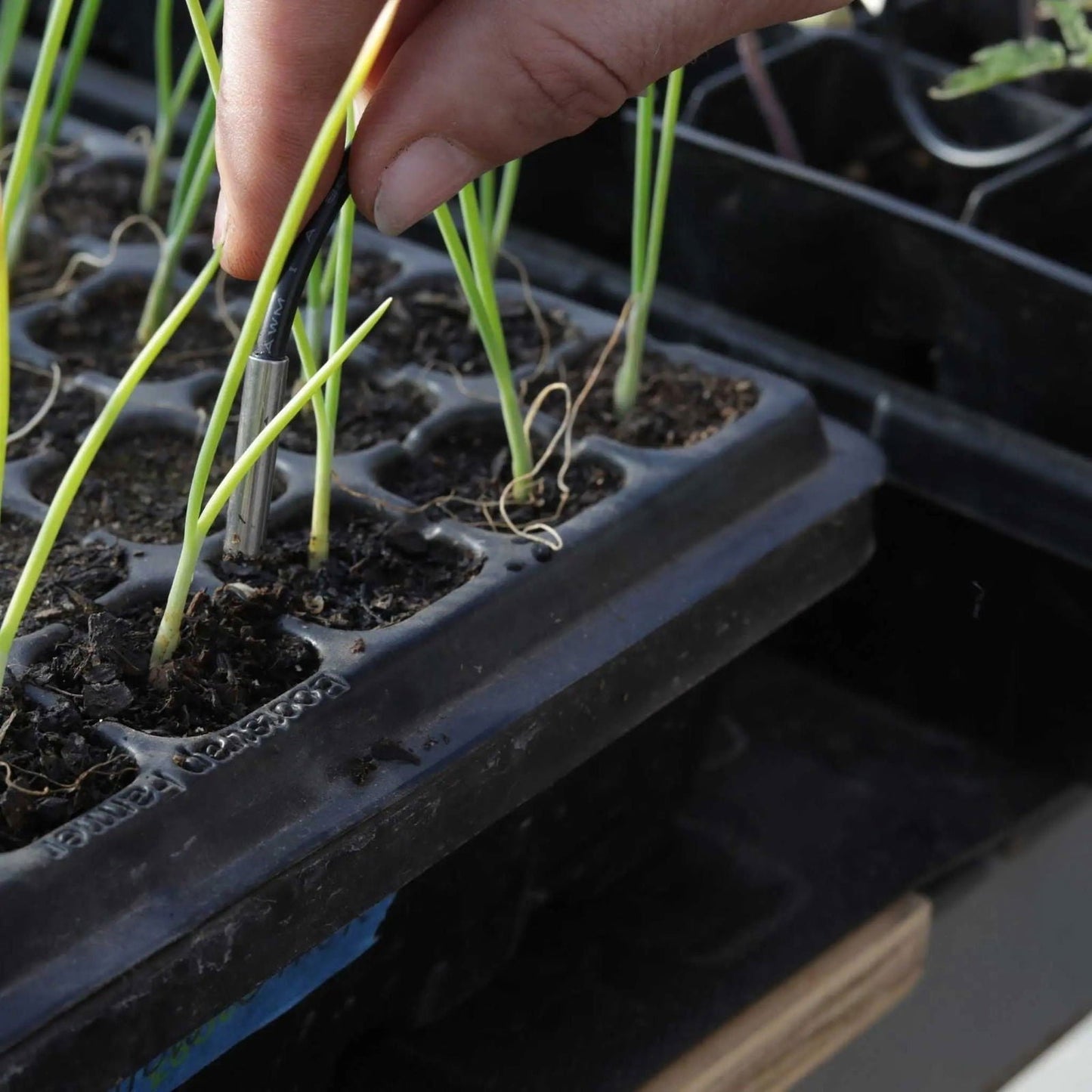 Bootstrap Farmer seedling heat mat with temperature controller for optimal indoor plant germination and growth.