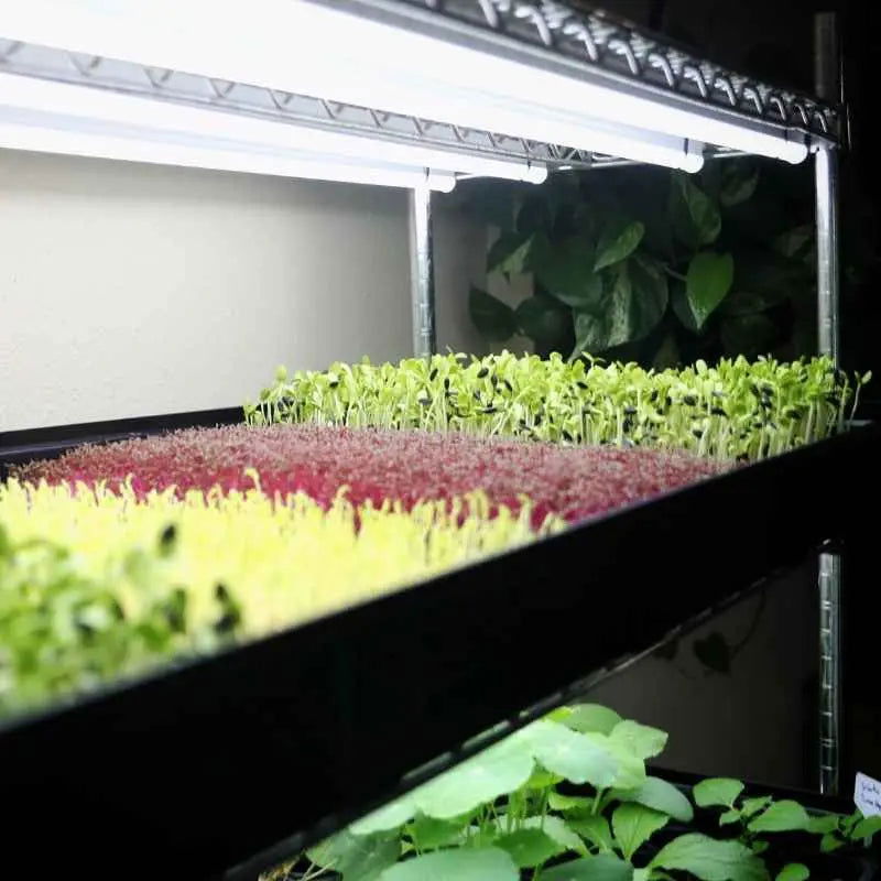Bootstrap Farmer 3-tier automated vertical grow rack for hydroponic propagation, with multiple shelves for plant propagation.