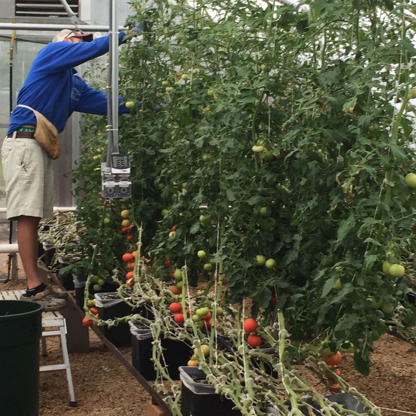 Set of 10 Bootstrap Farmer Dutch Buckets for hydroponic systems, no lids, durable plastic containers for efficient plant cultivation.