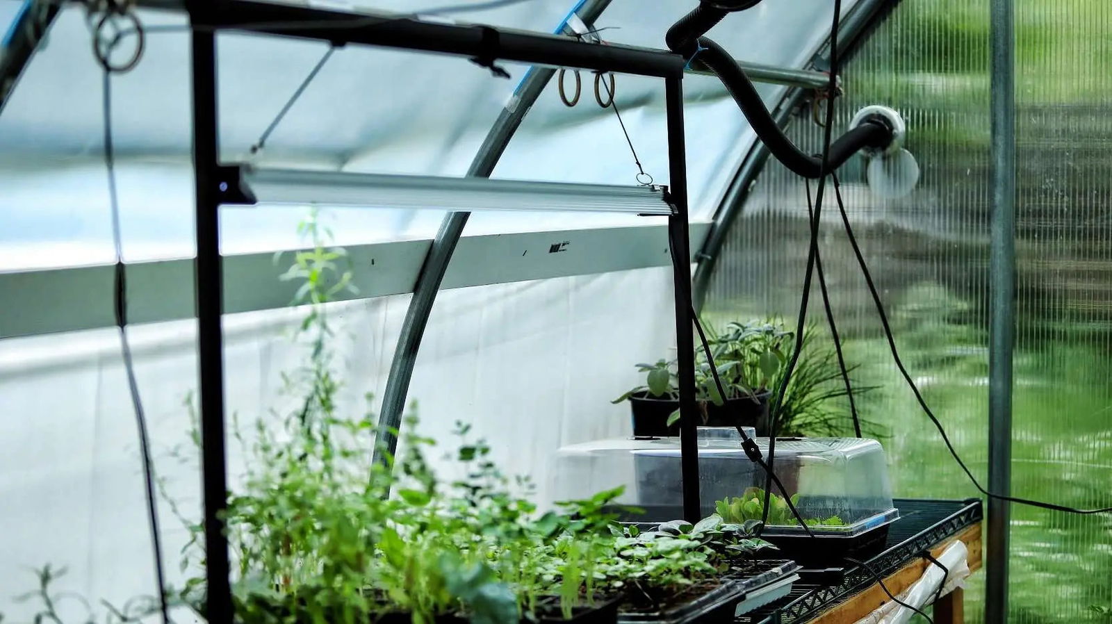 Bootstrap Farmer 48-inch LED Strip Grow Lights, energy-efficient LED lights for indoor plant growth and horticulture.