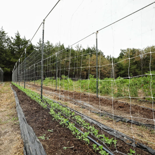 Bootstrap Farmer Trellis Netting with 6-inch mesh for plant support, ideal for vegetable and garden trellises.