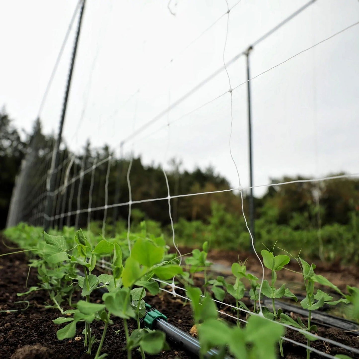 Bootstrap Farmer trellis netting with 6-inch mesh for plant supports, shown in a garden setting.
