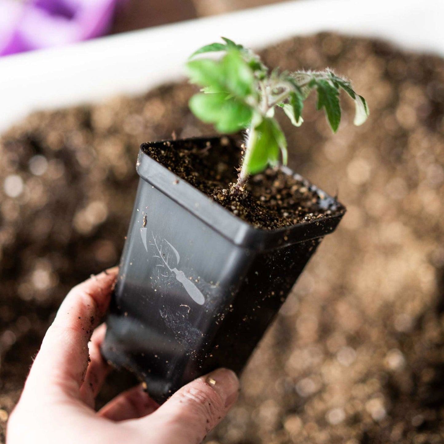 Set of 40 Bootstrap Farmer 2.5-inch extra strength seed starter pots, black plastic plant propagation containers for seedlings.