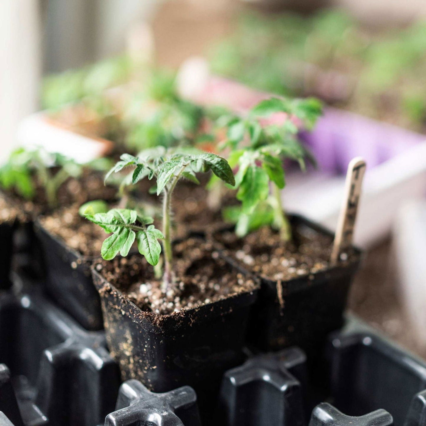Set of 40 black Bootstrap Farmer 2.5-inch seed starter pots made of extra-strength plastic for gardening and planting.