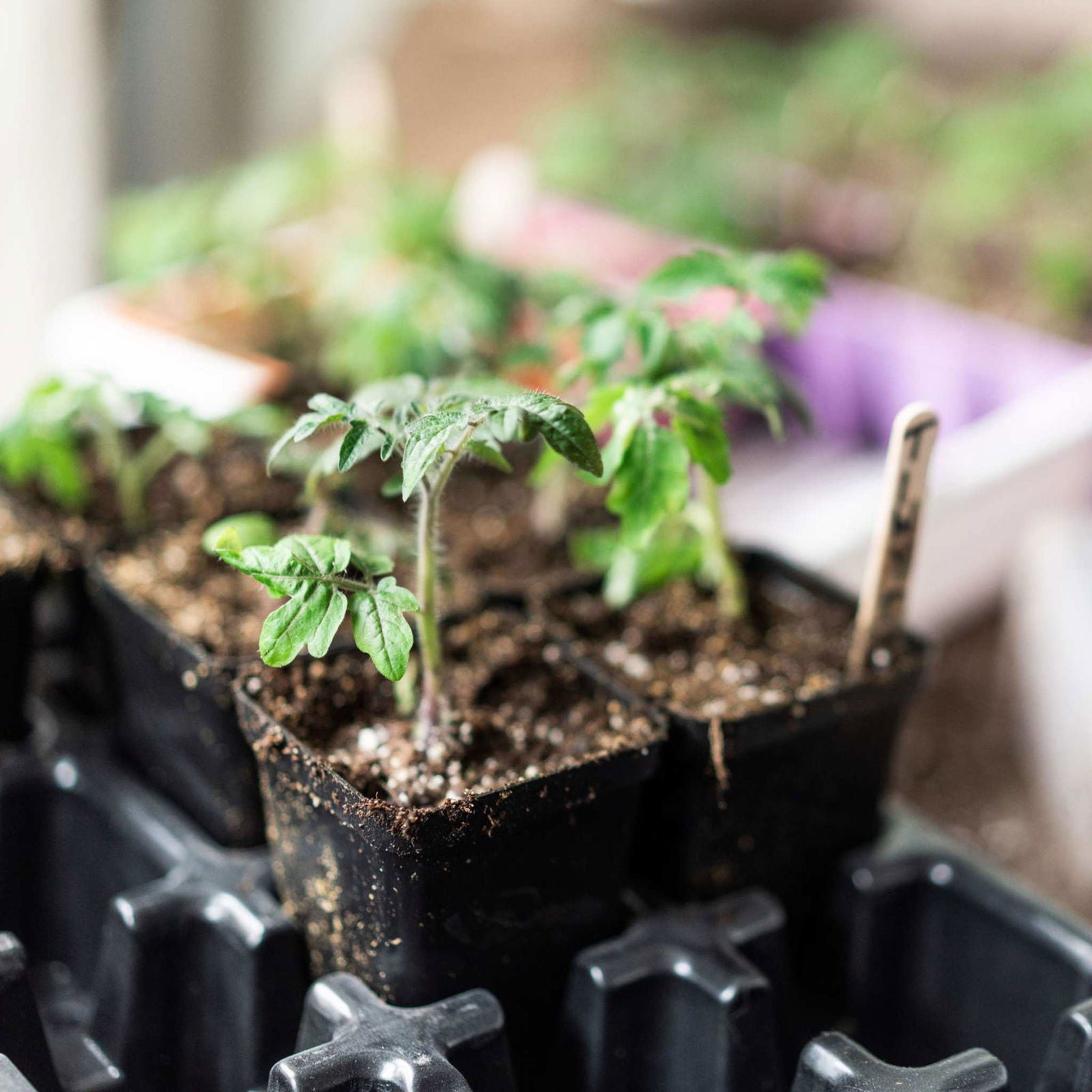 Set of 40 black Bootstrap Farmer 2.5-inch seed starter pots made of extra-strength plastic for gardening and planting.