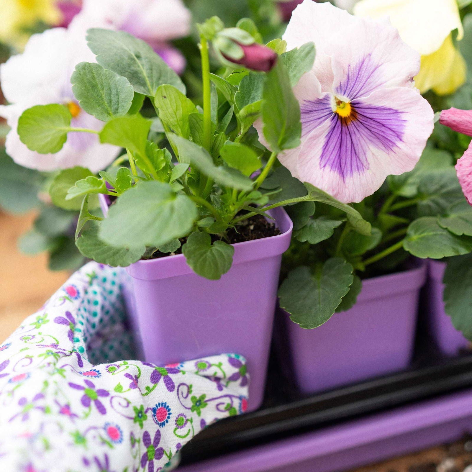Set of 40 black Bootstrap Farmer seed starter pots, 2.5-inch extra strength plant pots for seedlings and young plants.