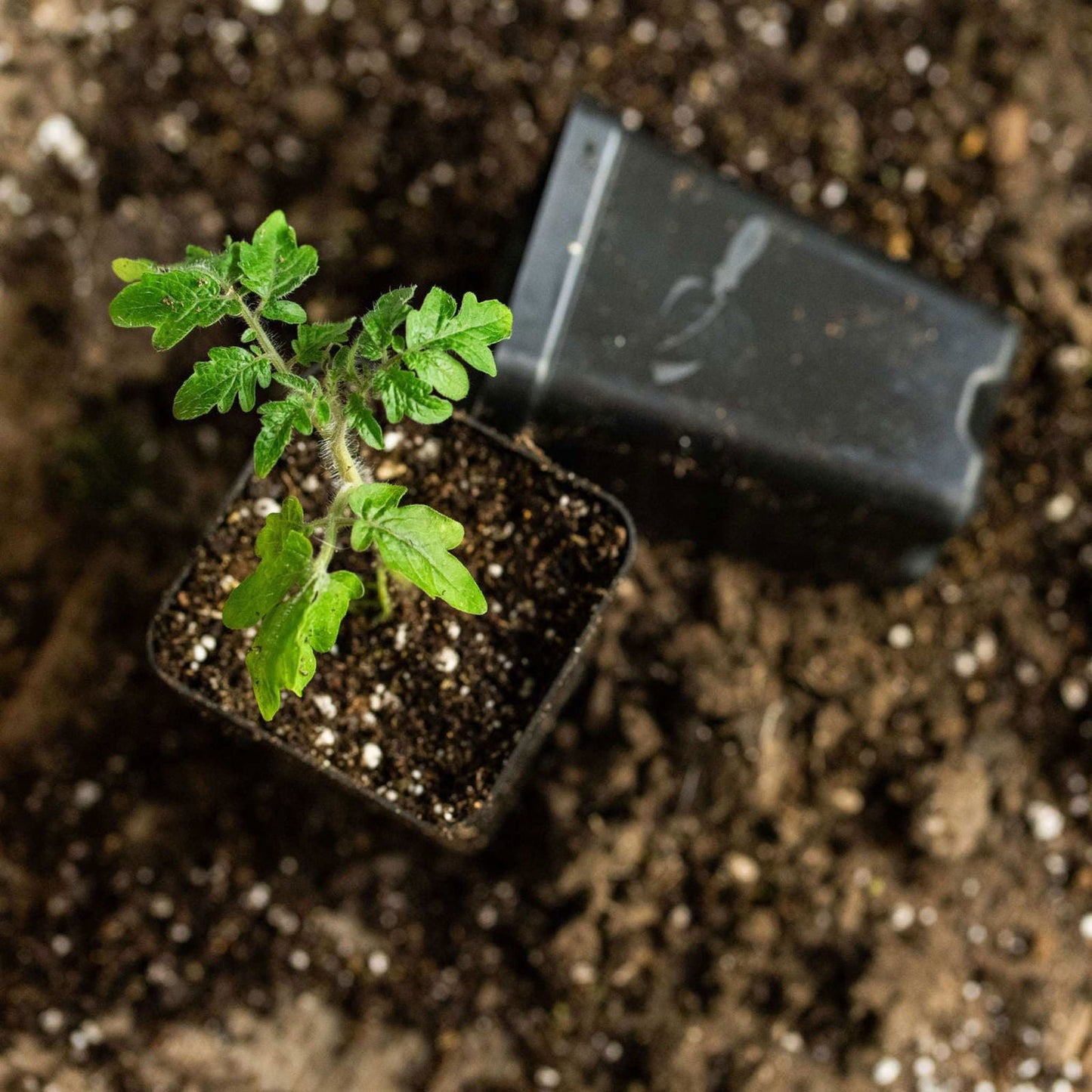 Set of 40 Bootstrap Farmer 2.5-inch extra strength seed starter pots in black for seedlings and plant propagation.